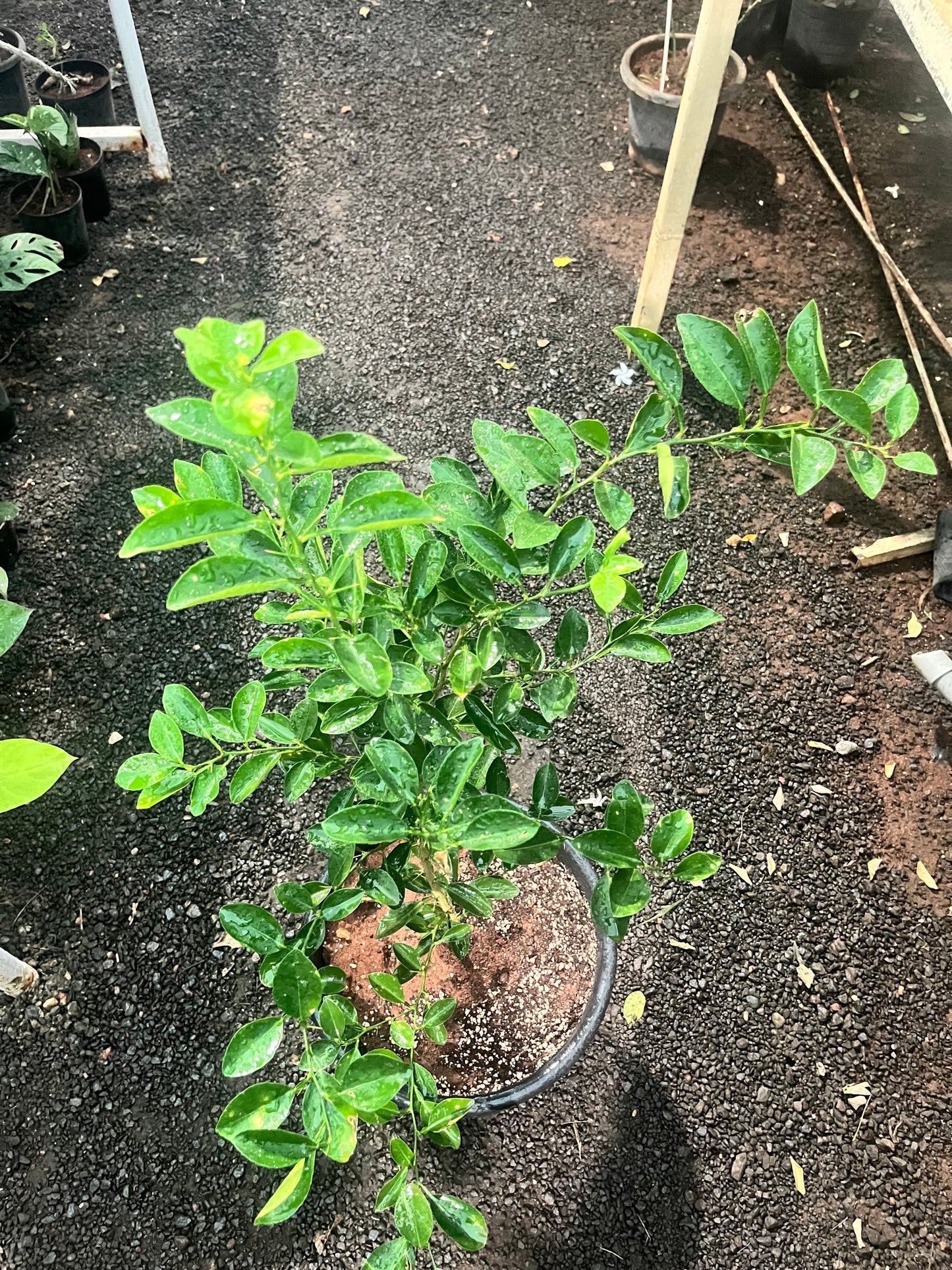 Thai Lemon