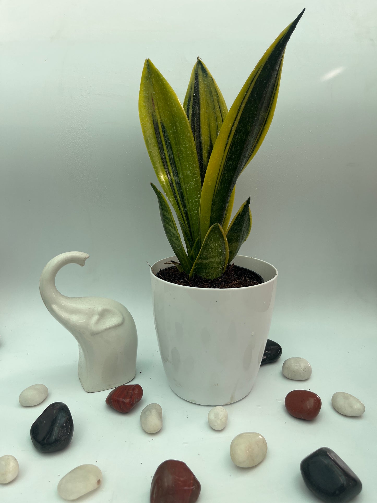 SANSEVIERIA SUPERBA