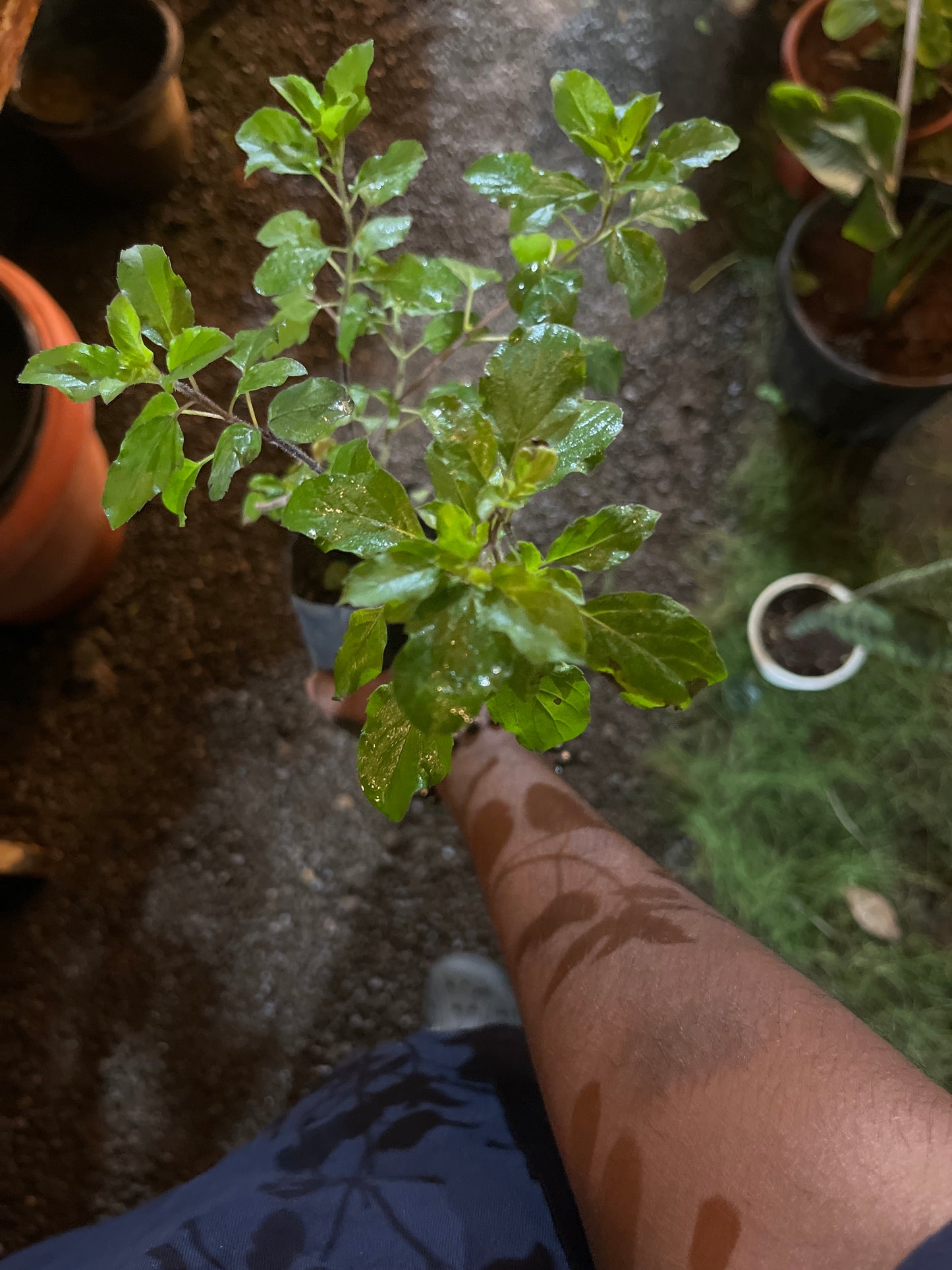 Tulsi