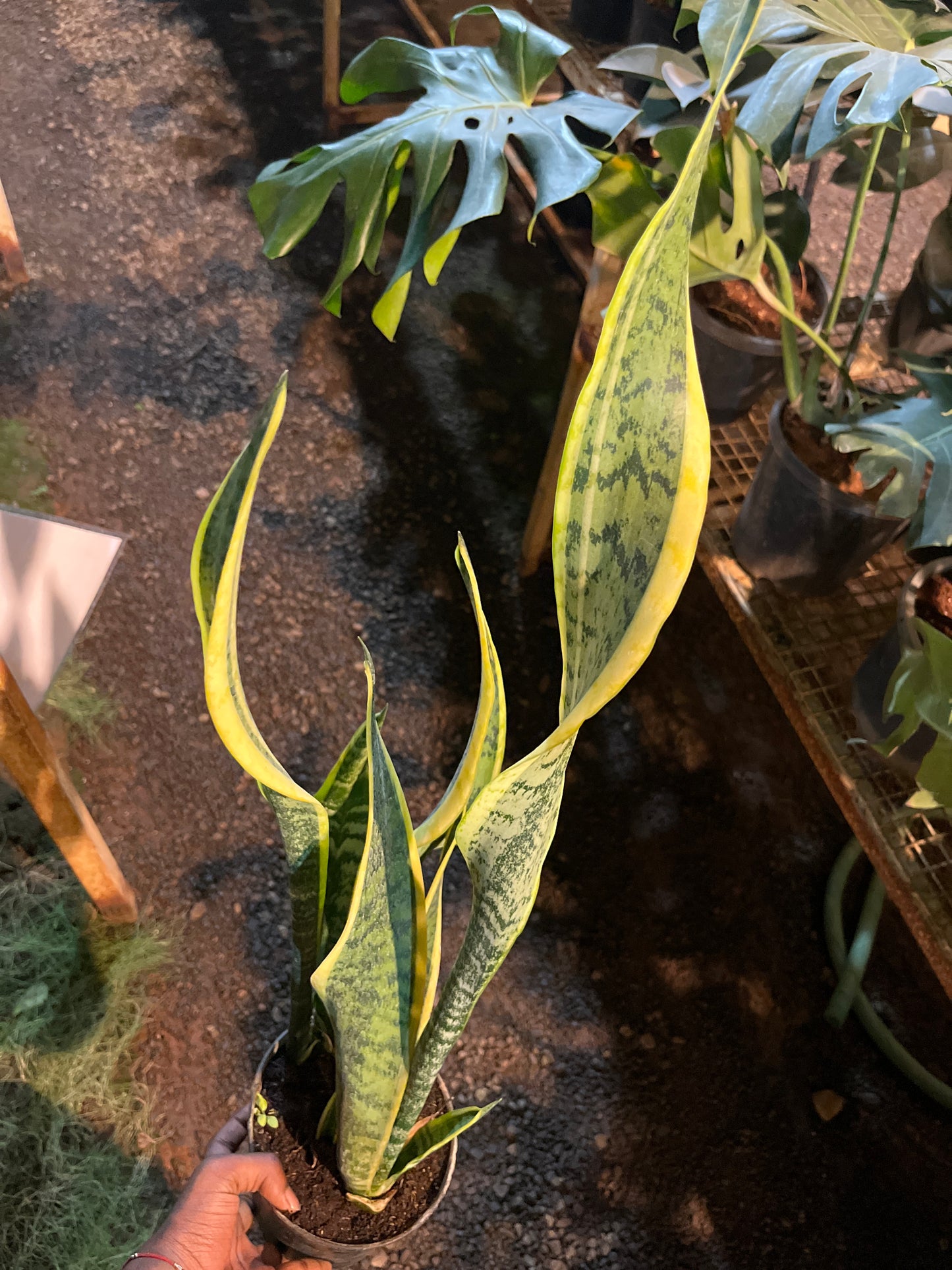 SANSEVIERIA LAURENTIL