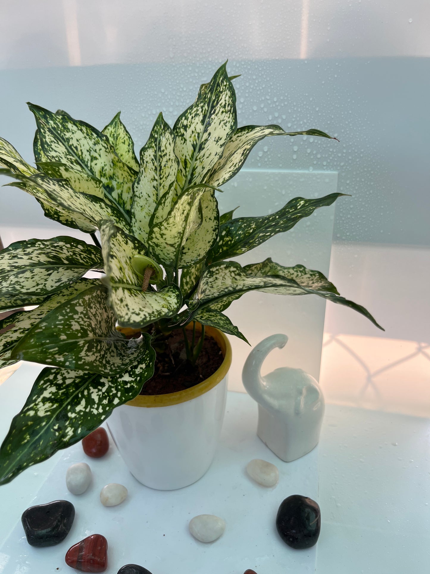 Aglonima white