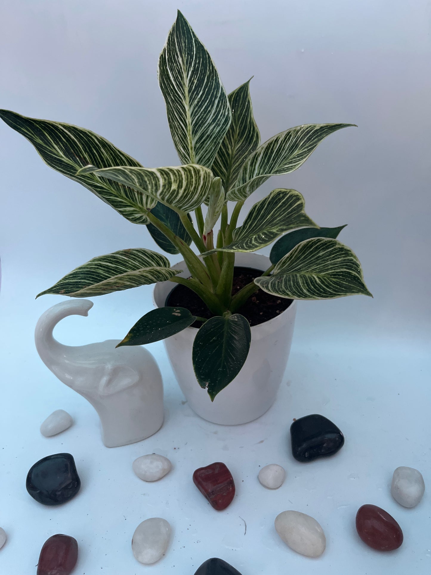 PHILODENDRON BIRKIN