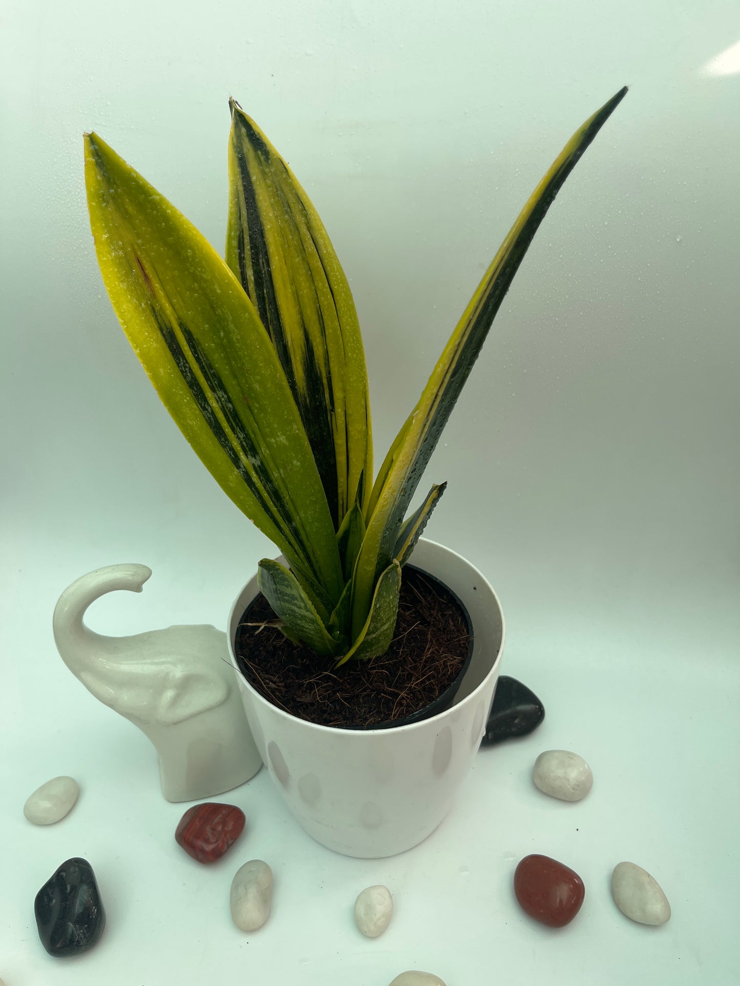 SANSEVIERIA SUPERBA