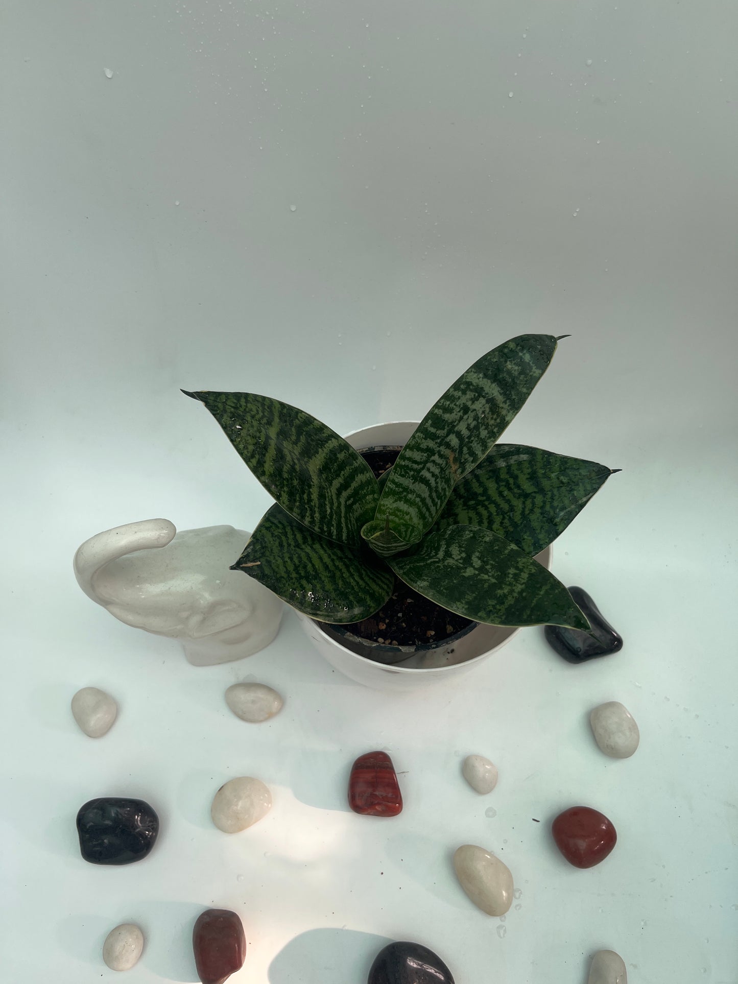 SANSEVIERIA GREEN HAHNII SINGLE