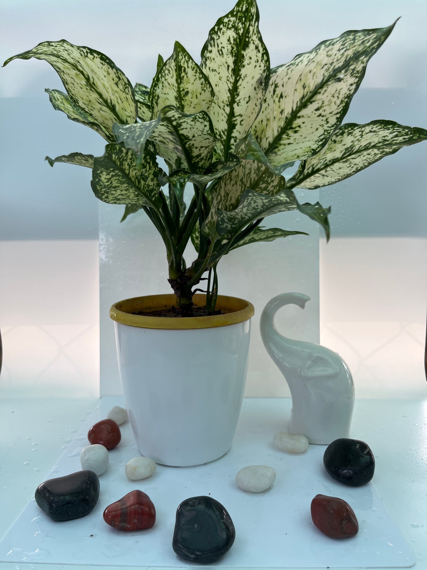 Aglonima white