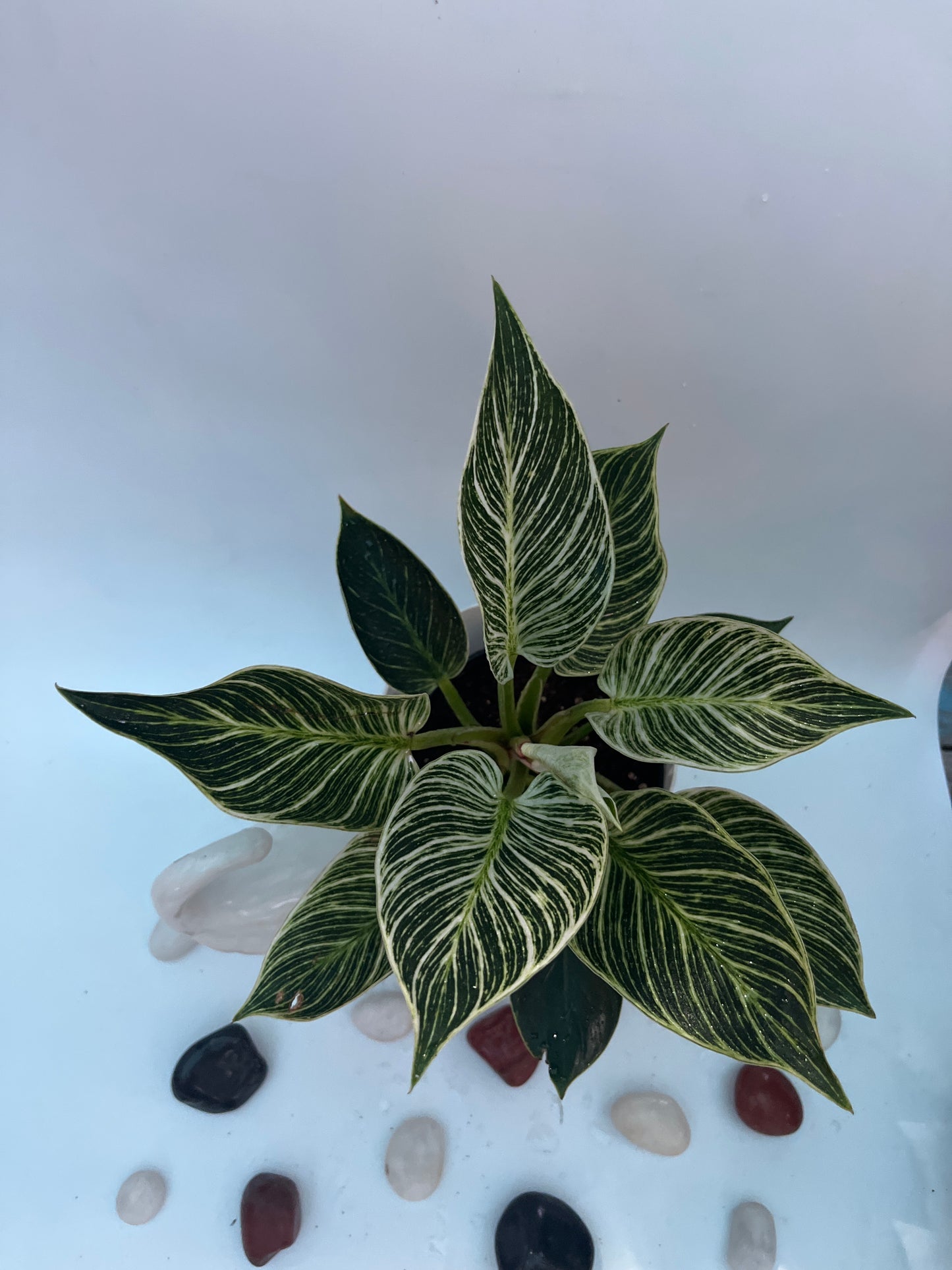 PHILODENDRON BIRKIN