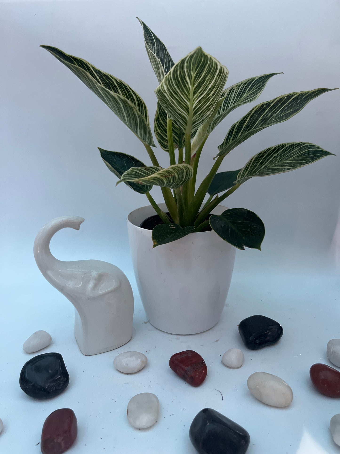 PHILODENDRON BIRKIN