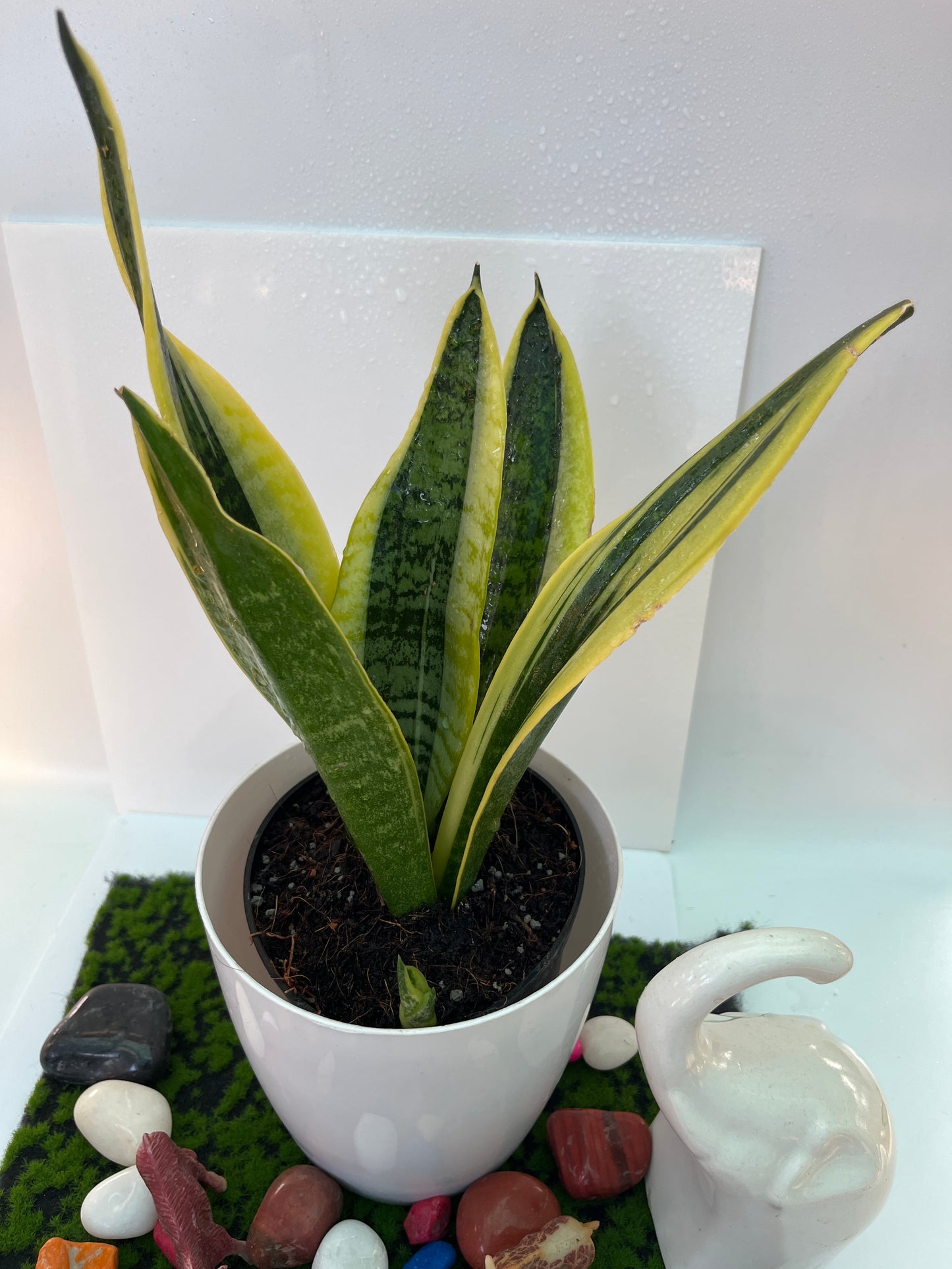 Sansevieria small