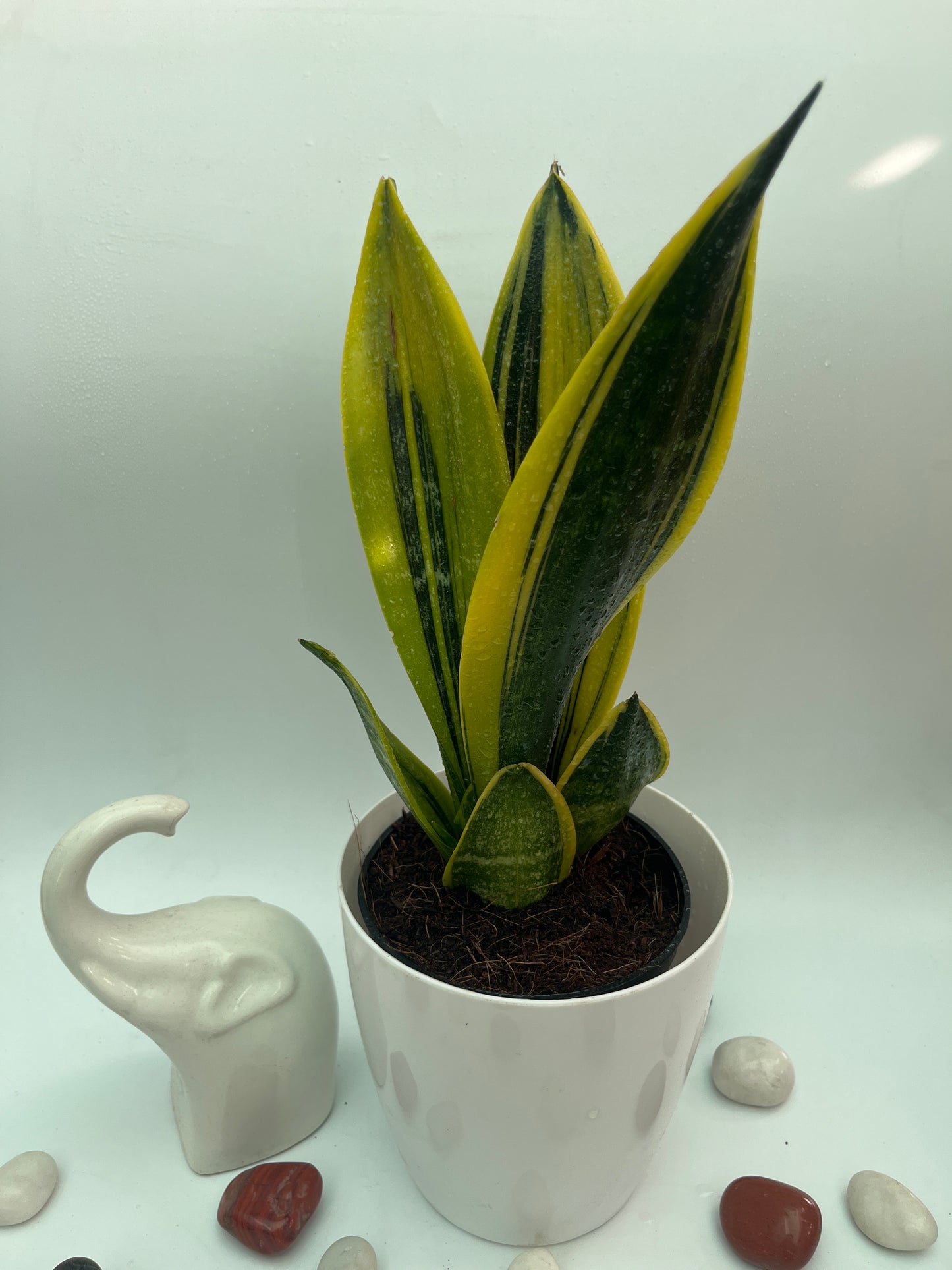 SANSEVIERIA SUPERBA