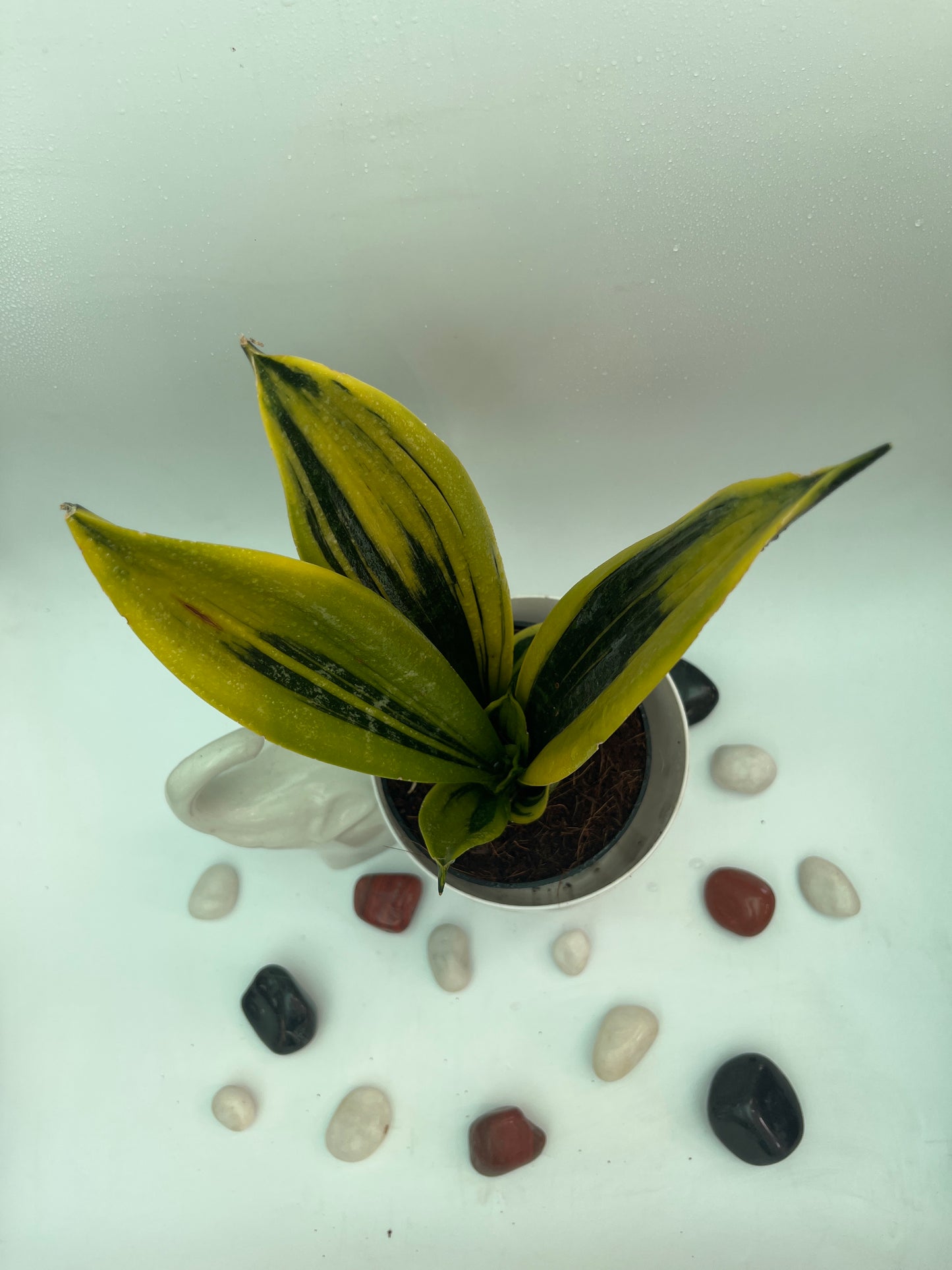 SANSEVIERIA SUPERBA