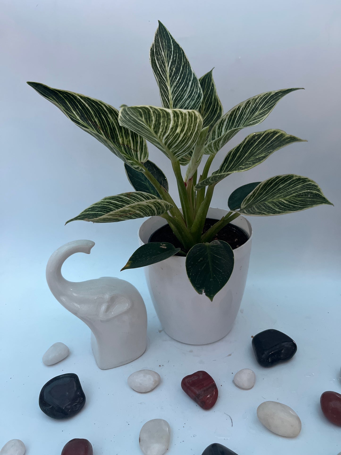 PHILODENDRON BIRKIN