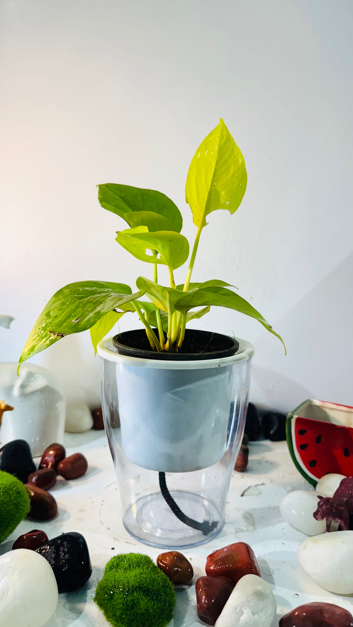 Money Plant