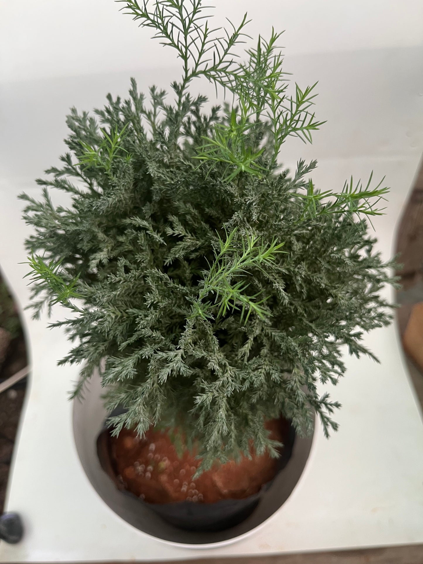 Thai Cypress