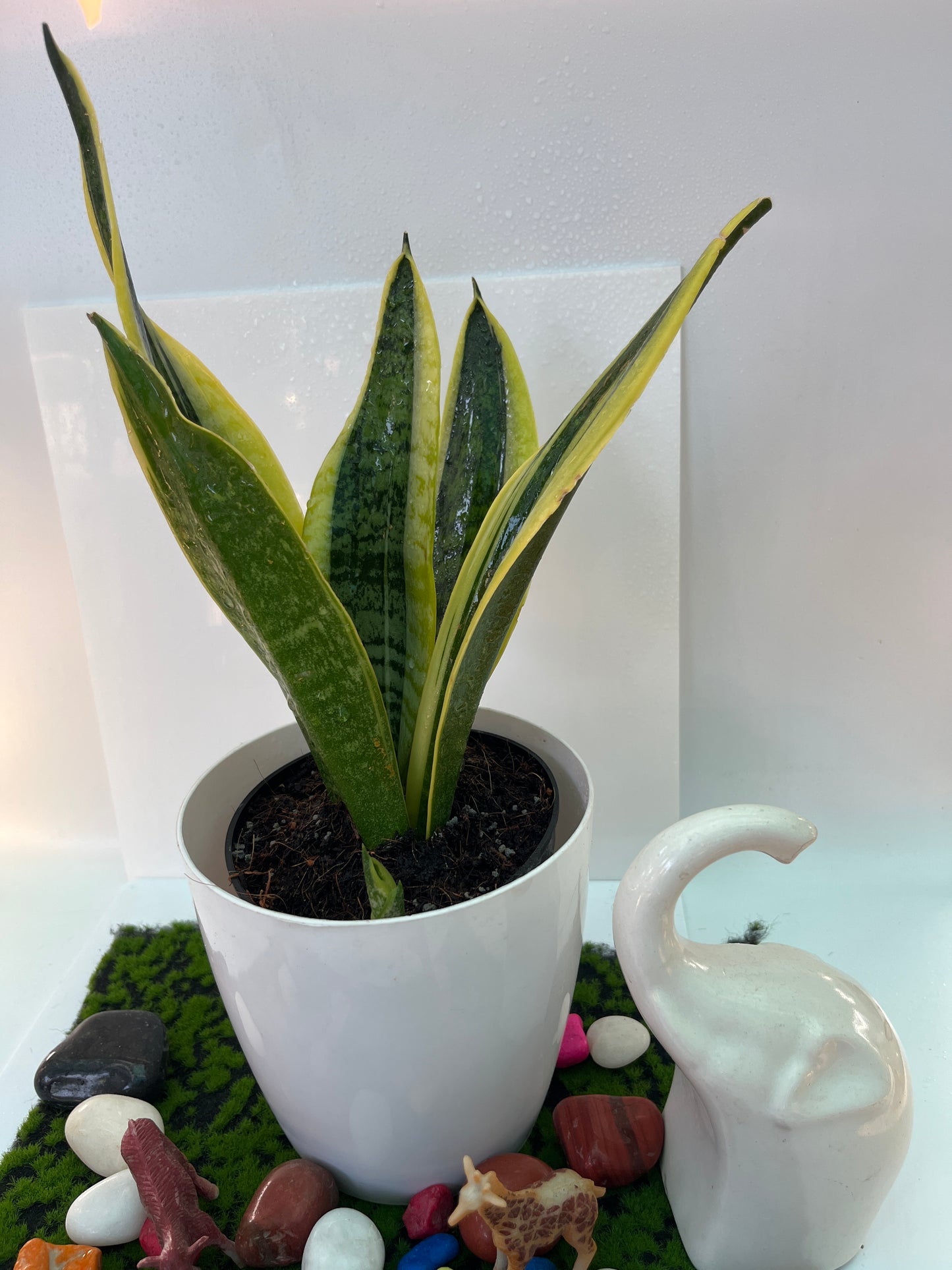 Sansevieria small
