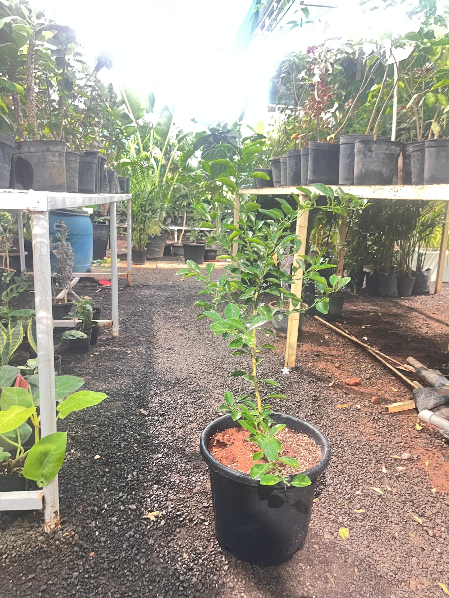 Thai Lemon