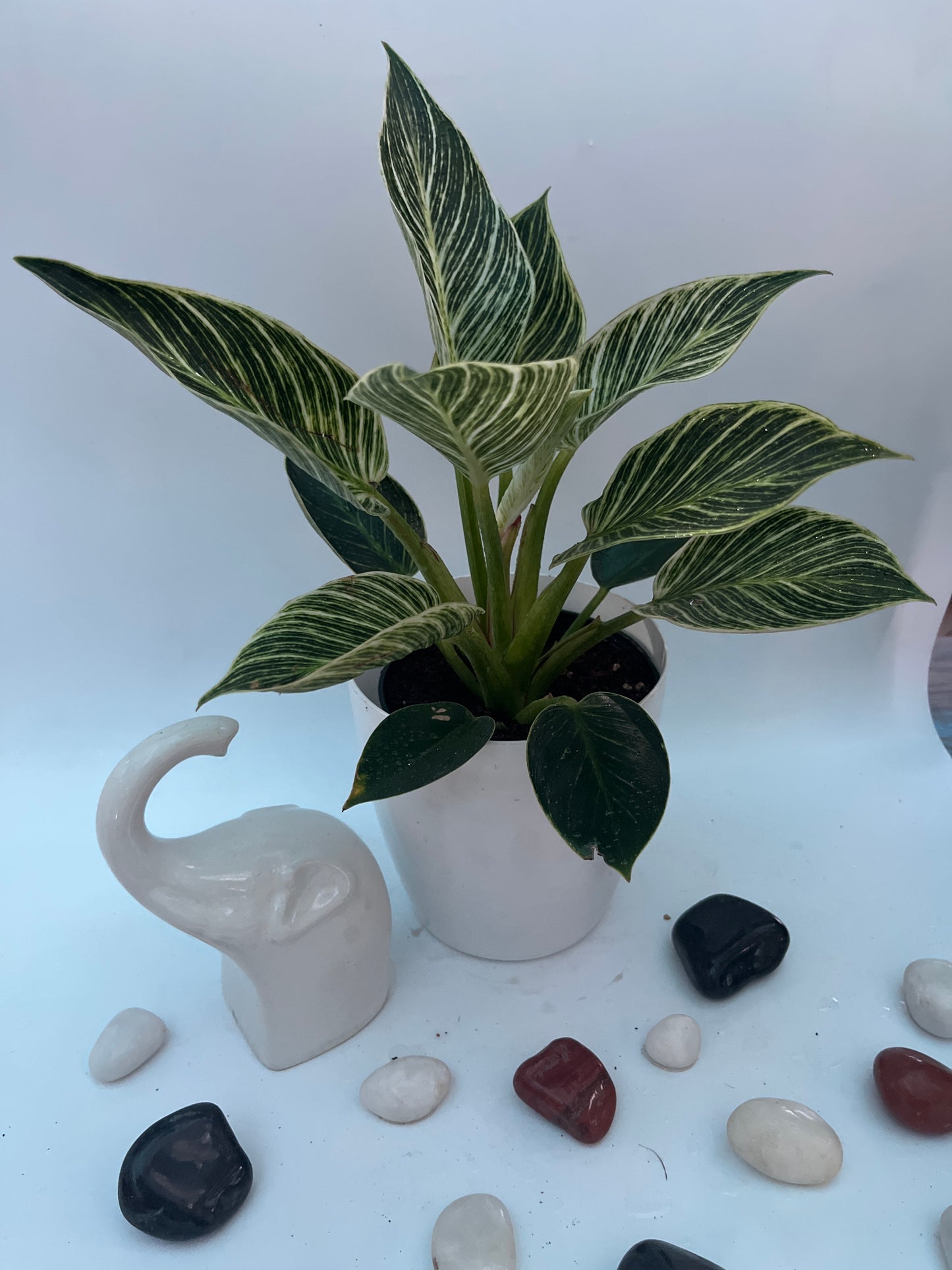 PHILODENDRON BIRKIN