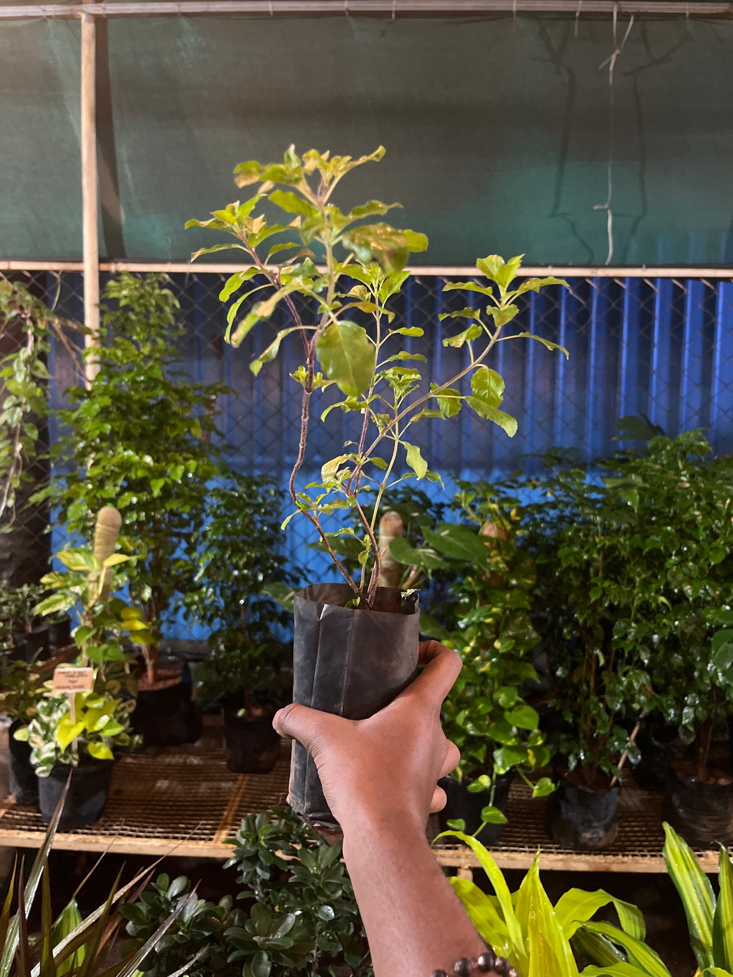 Tulsi