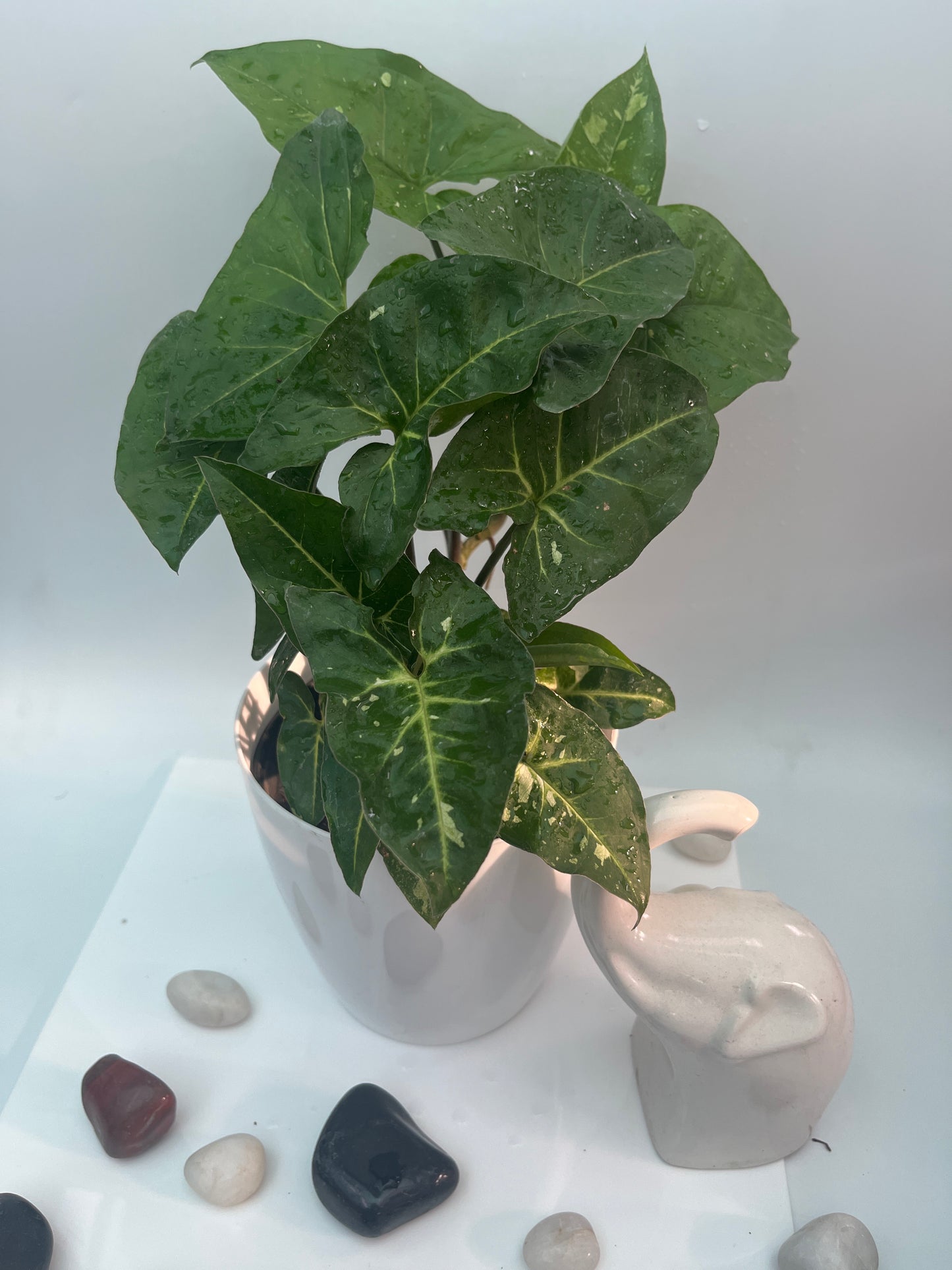 Syngonium green