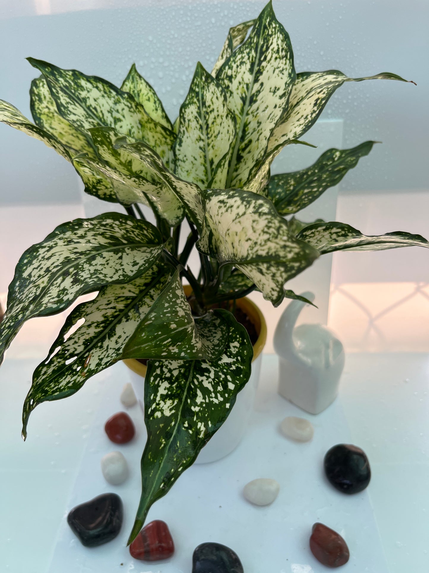 Aglonima white