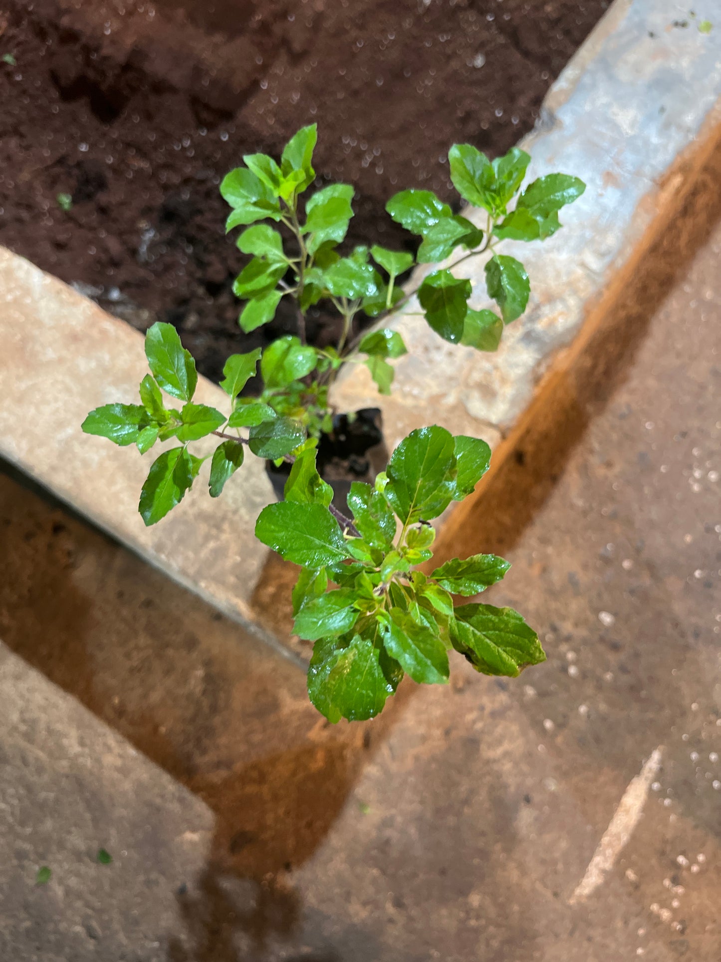 Tulsi