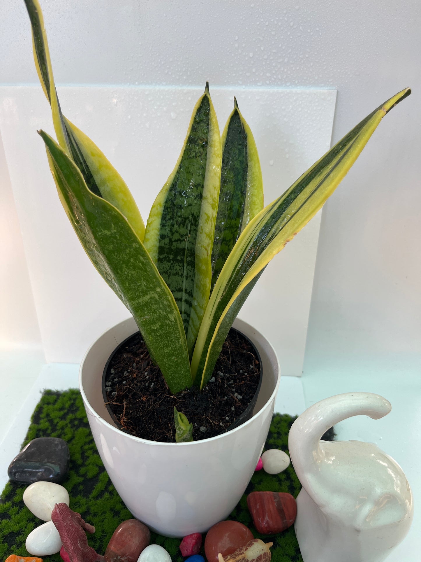 Sansevieria small