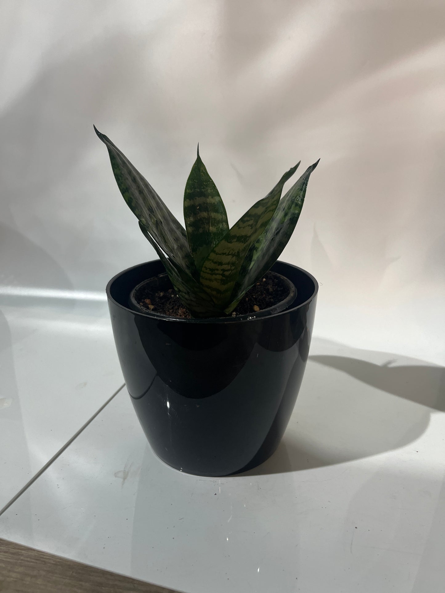 Sanseveria Green Hashmi