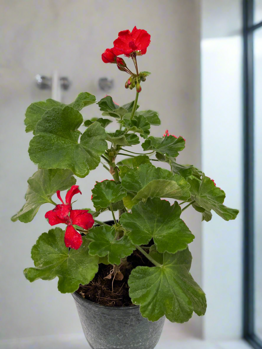 Geranium
