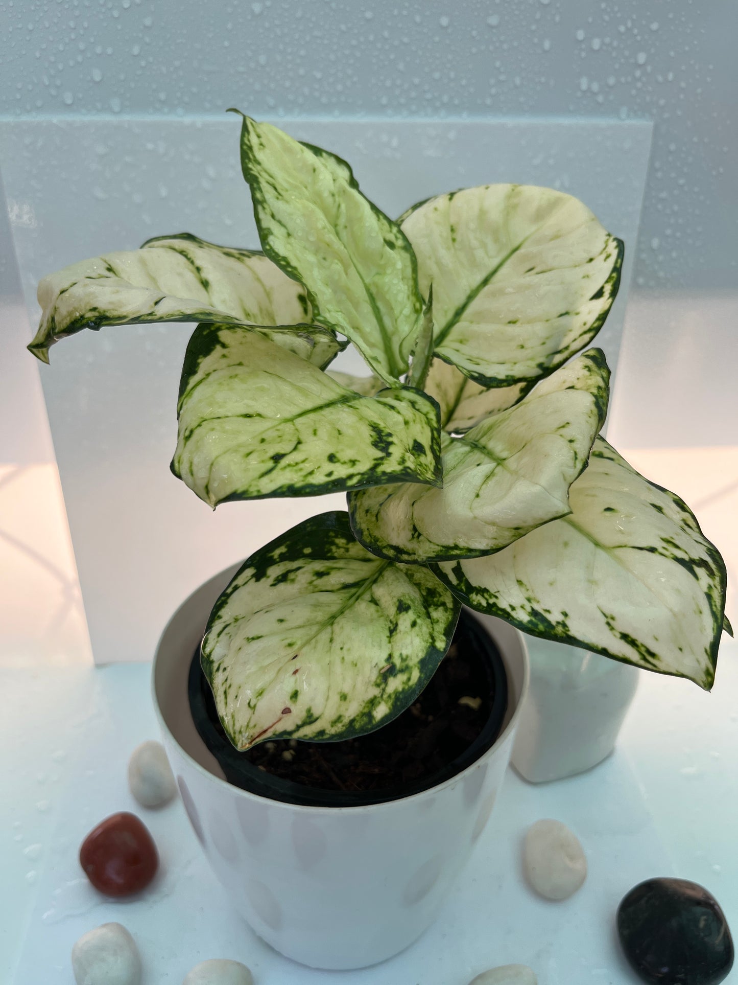 Aglonima super white