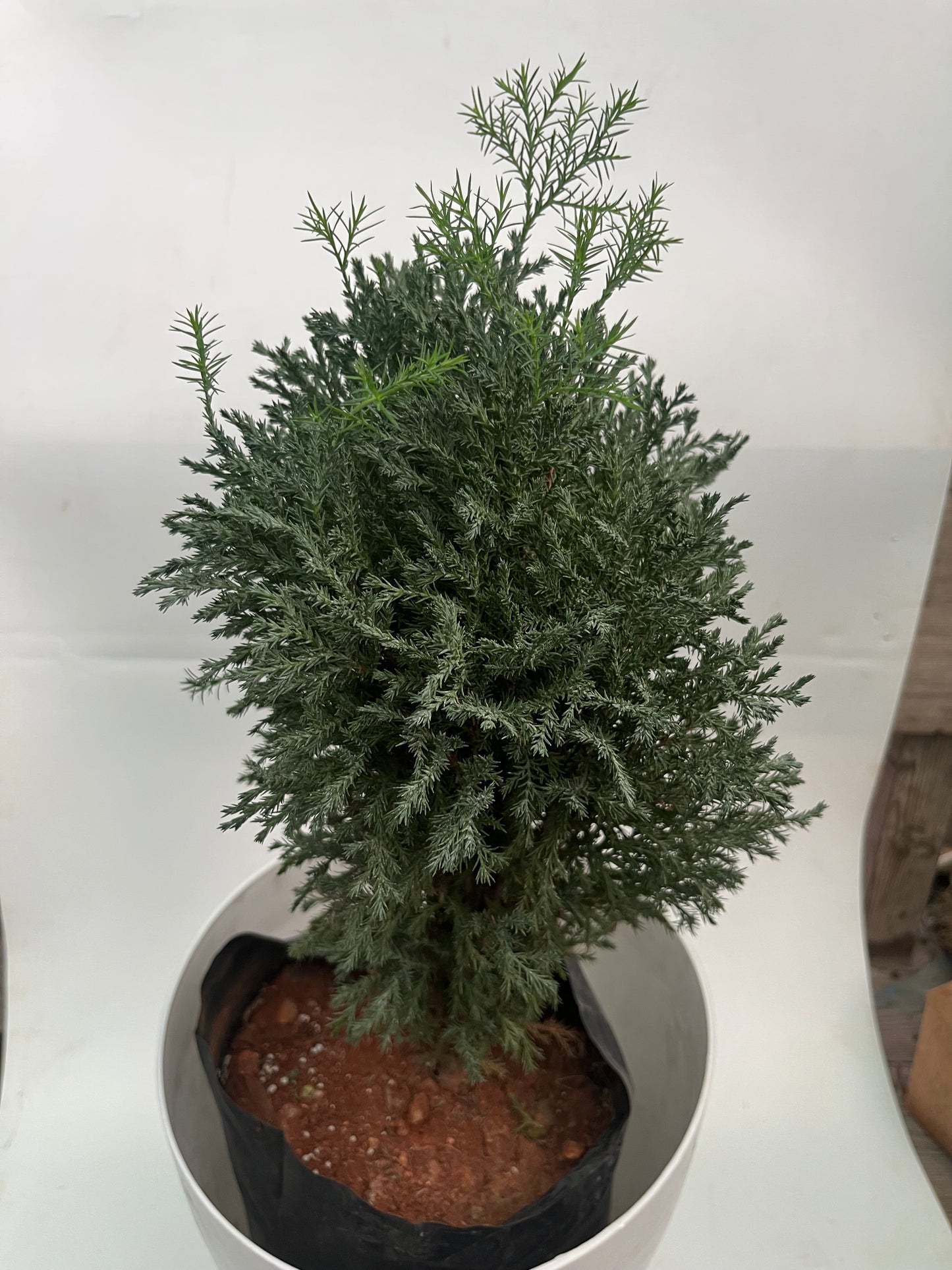 Thai Cypress