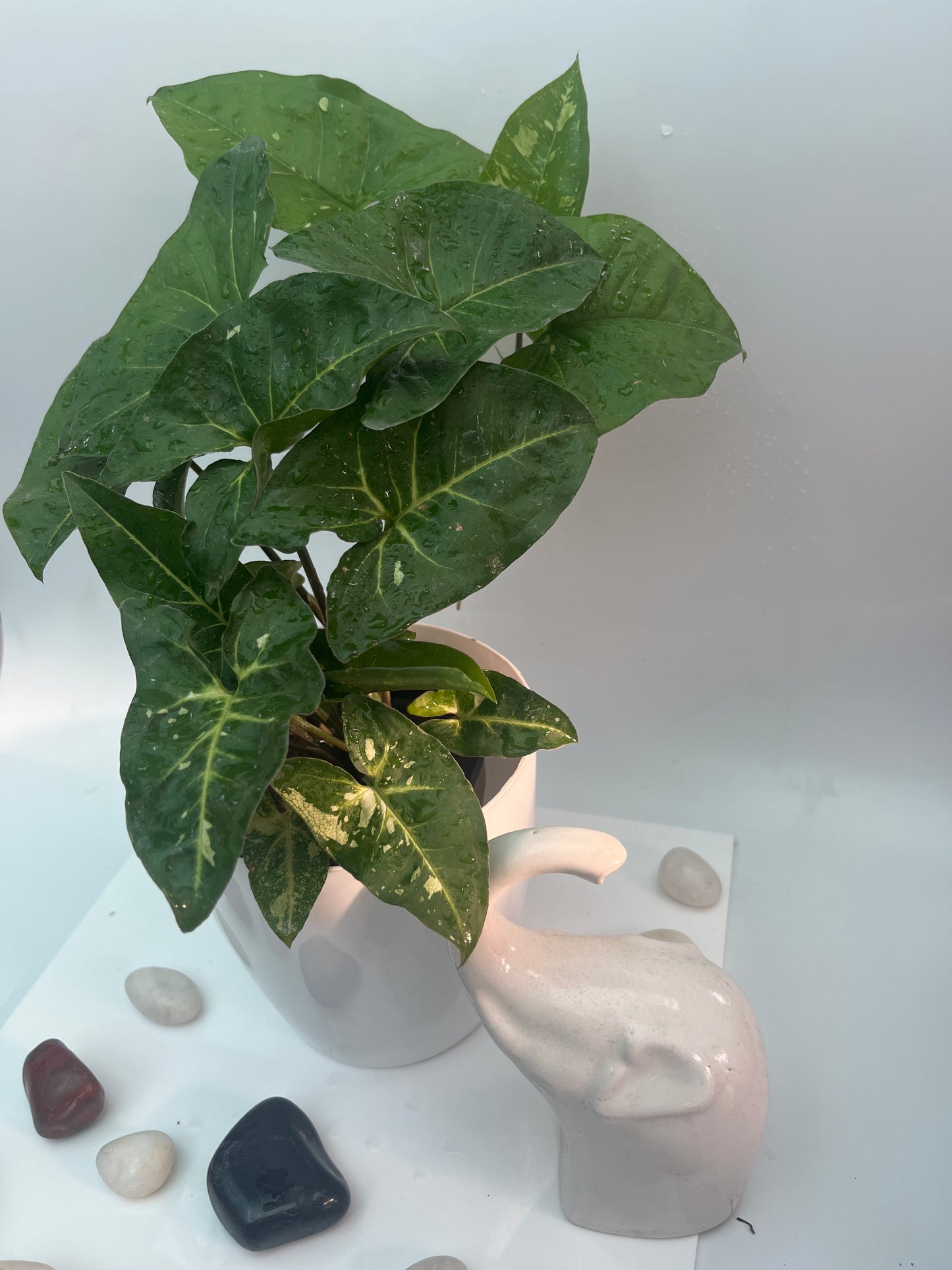 Syngonium green