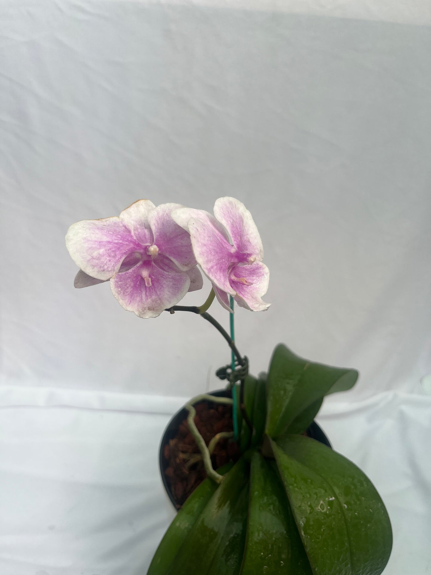 Philonaphsis Orchid