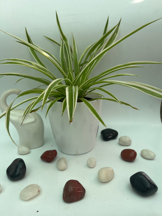 Spider plant