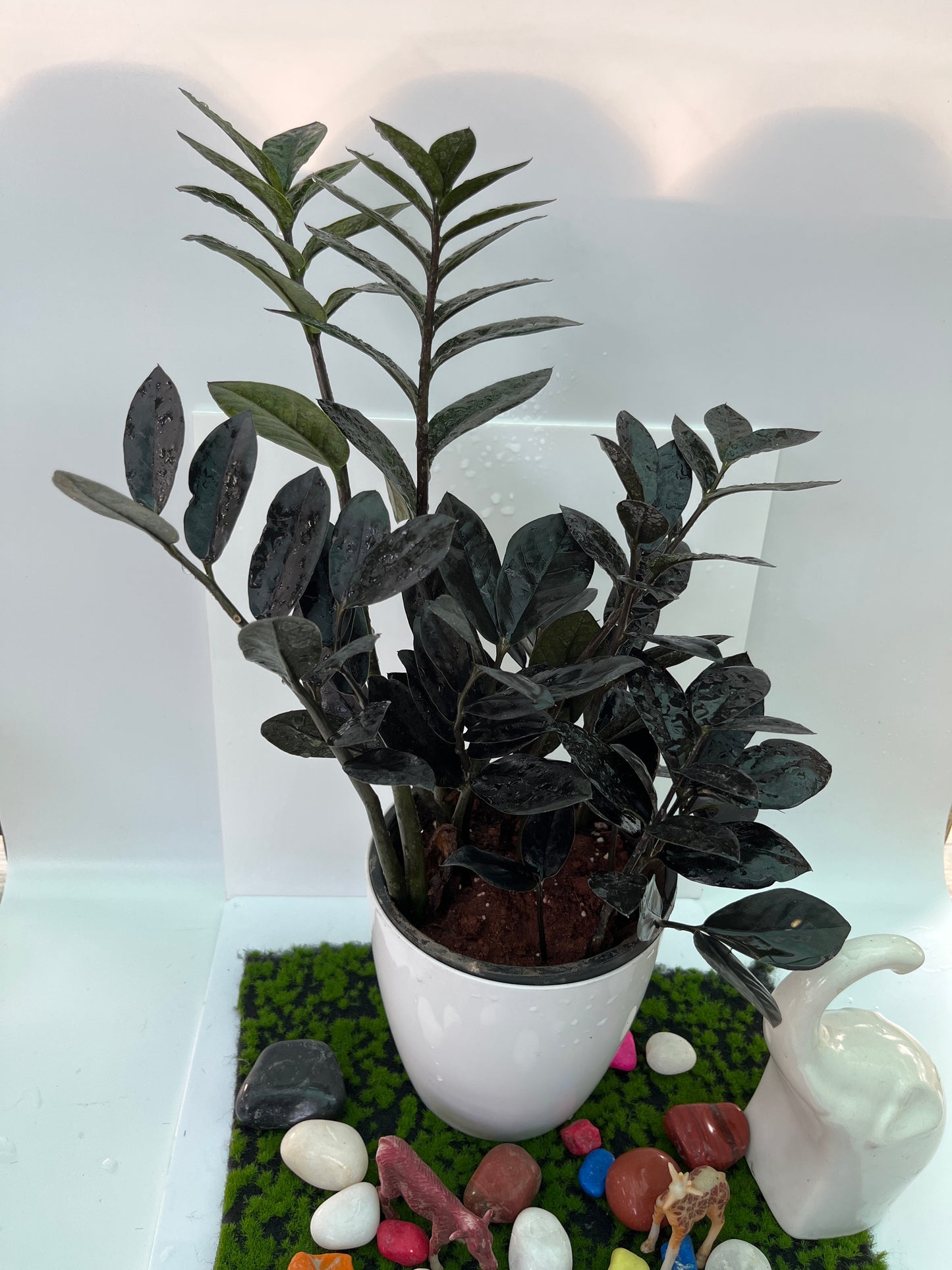 Zamioculcas plant
