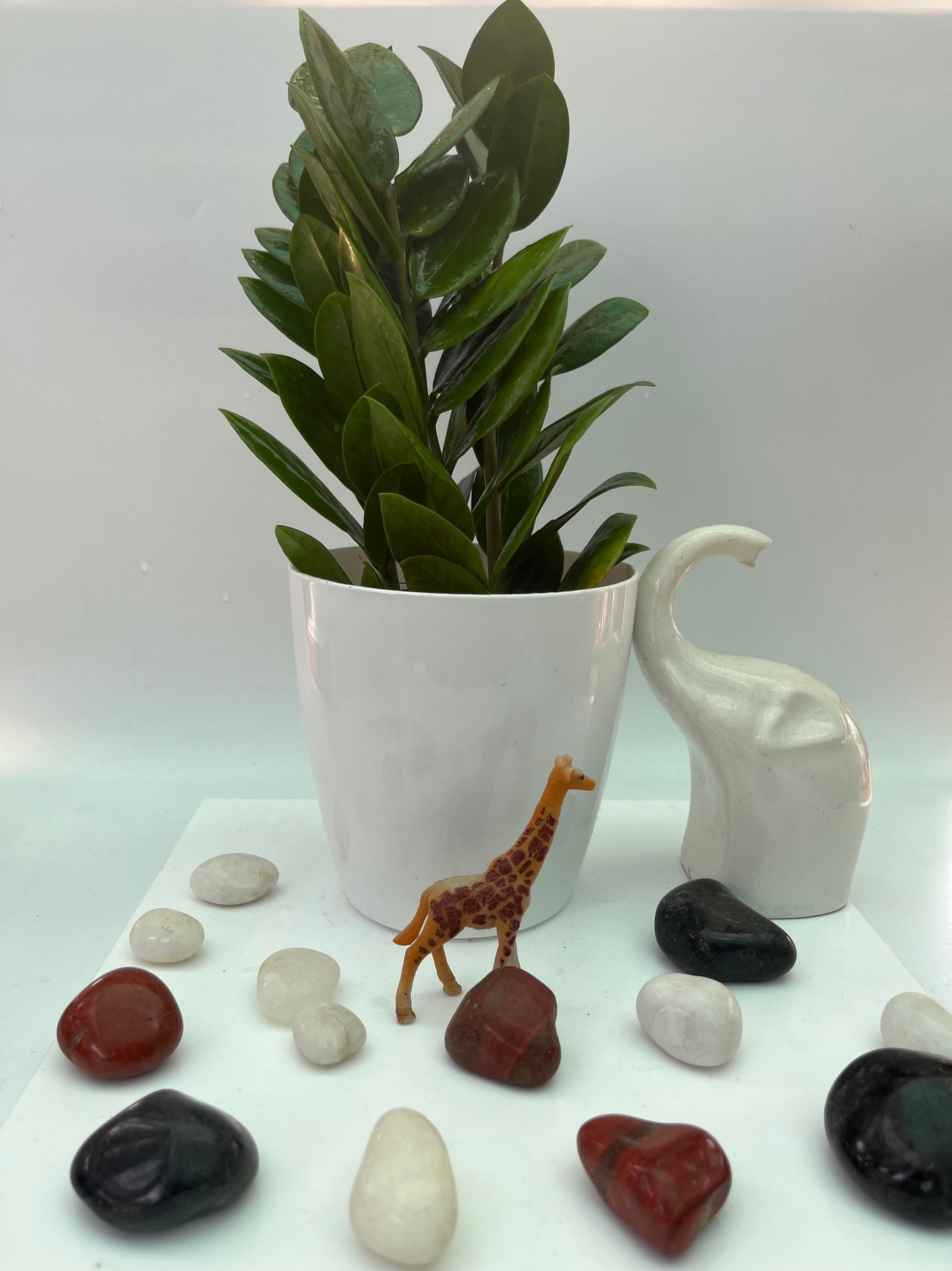 ZZ Plant