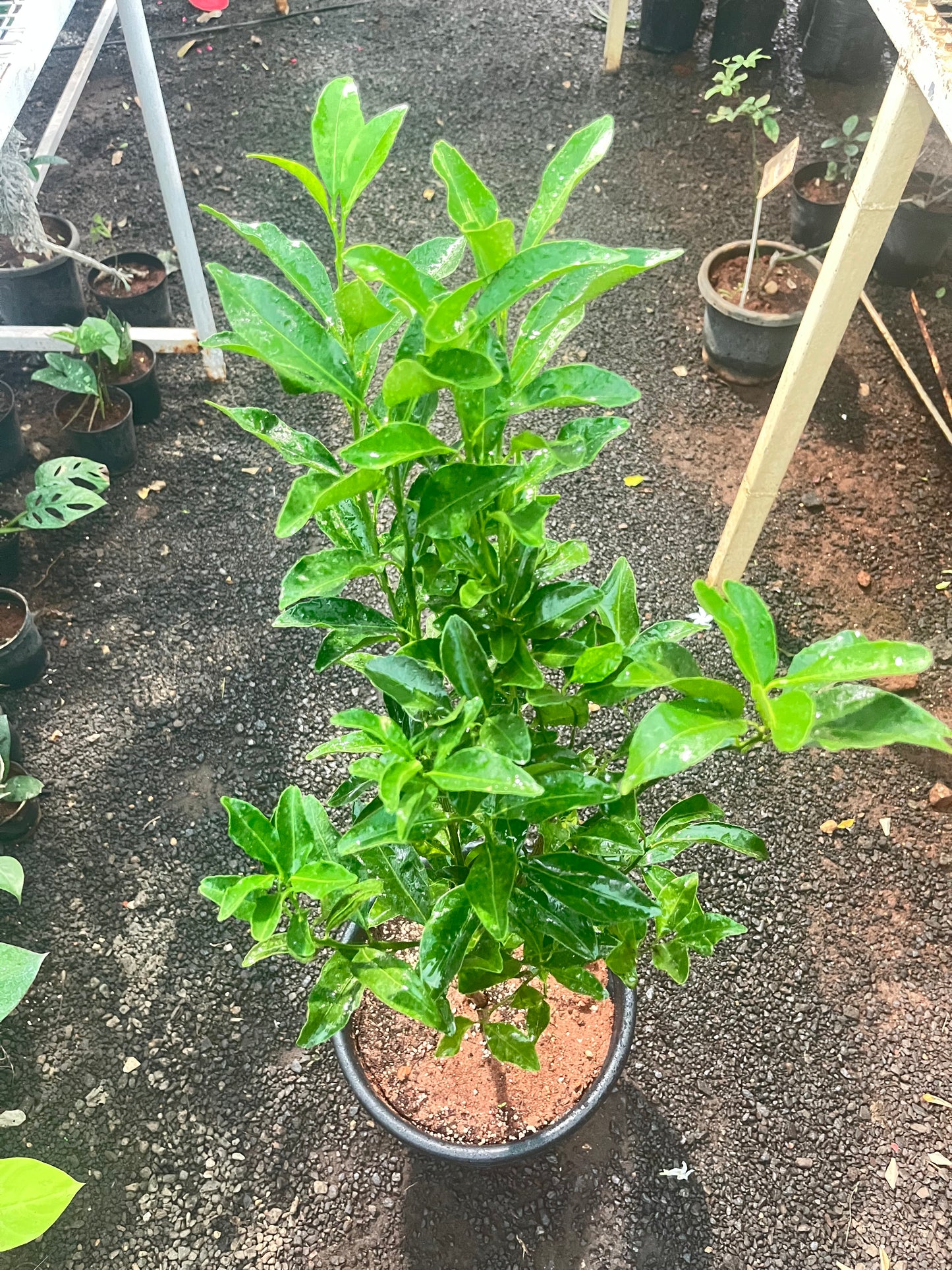 Thai Lemon