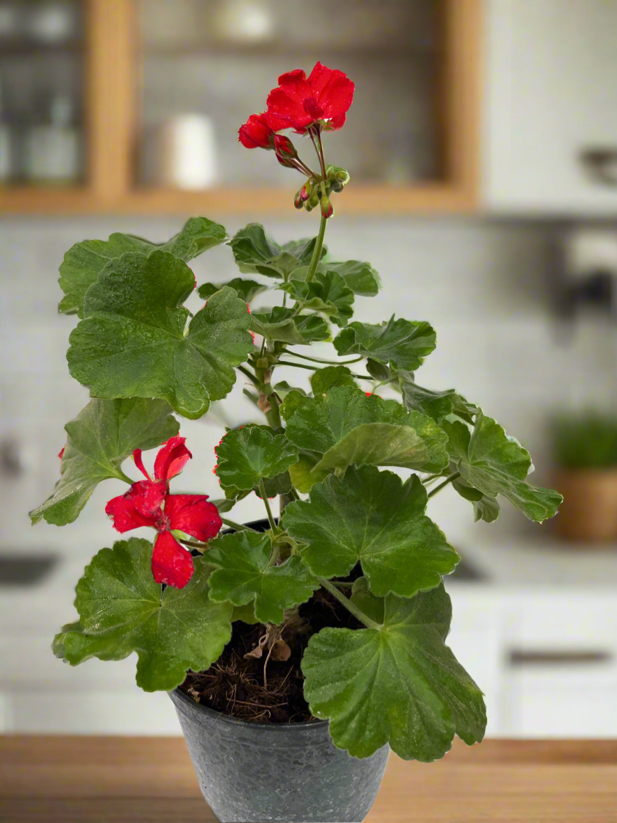 Geranium