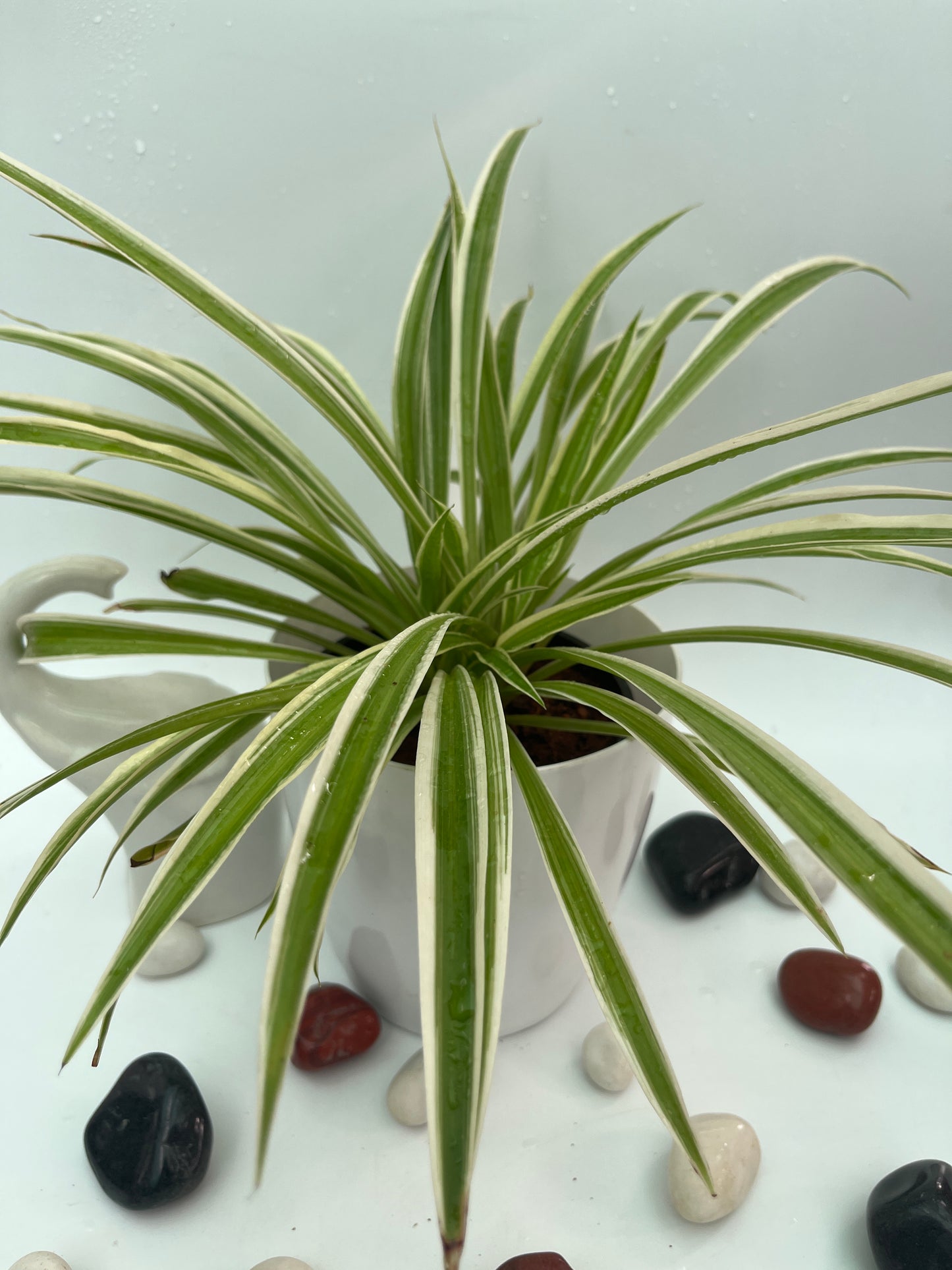 Spider plant