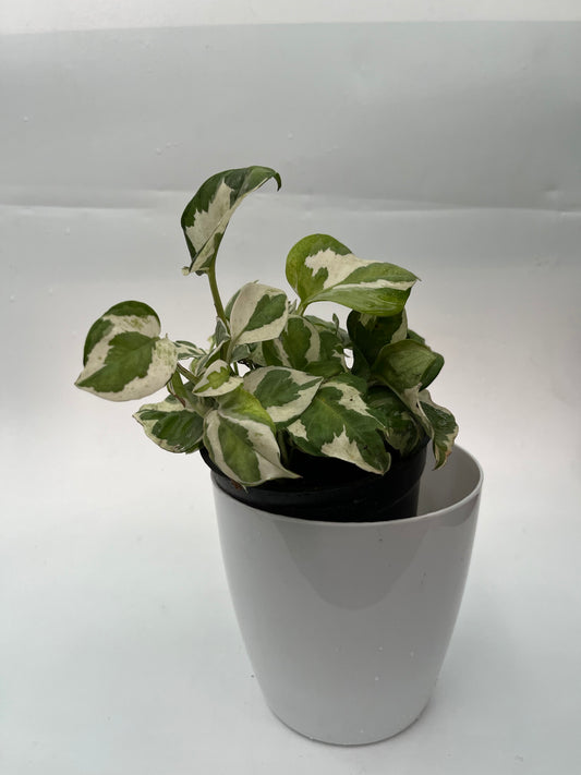 MONEY PLANT ENJOY
