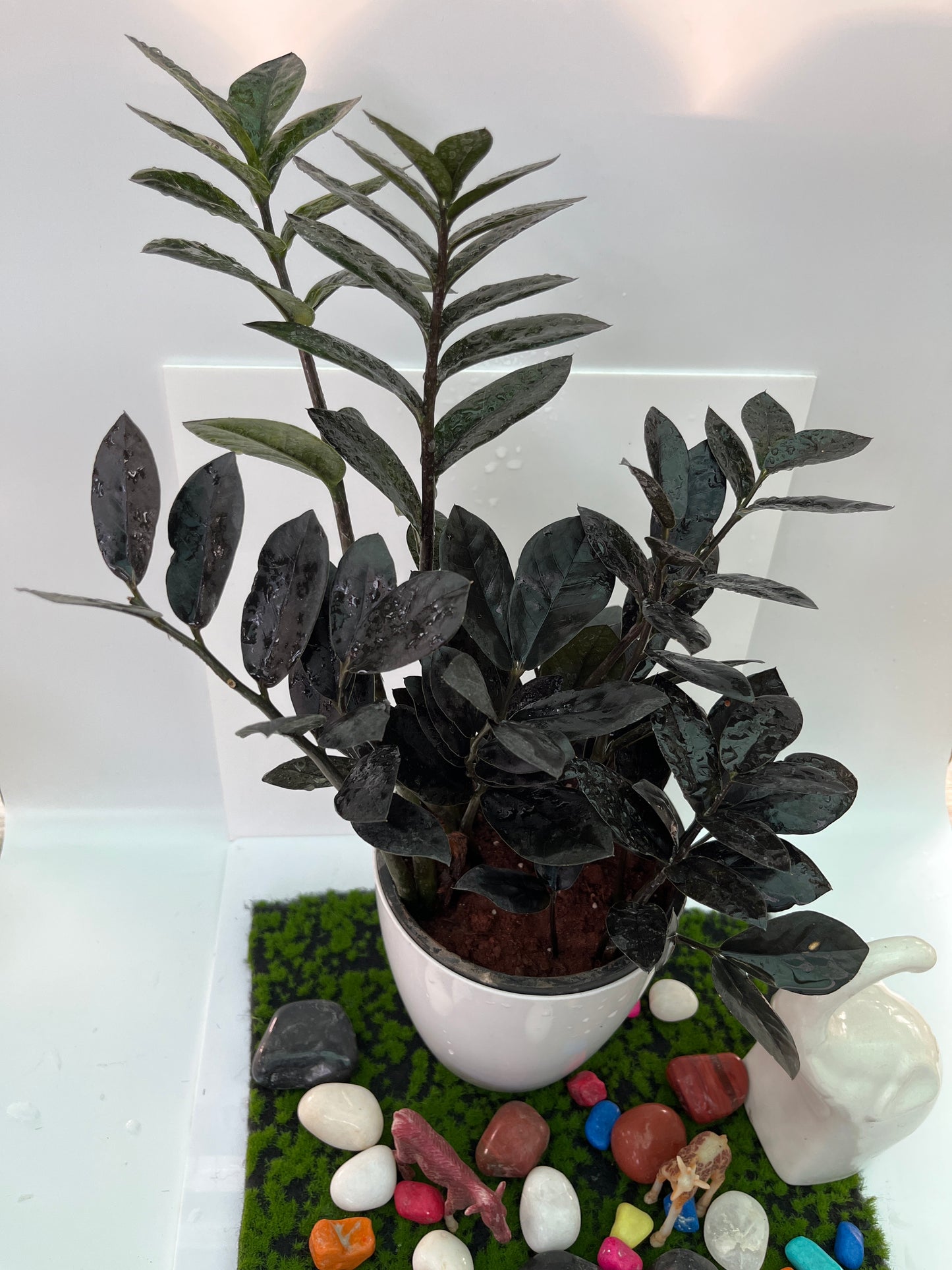 Zamioculcas plant