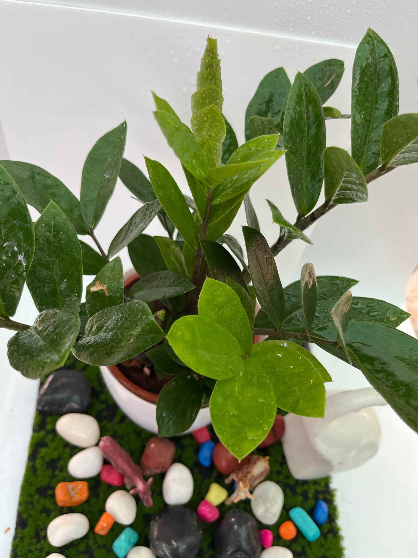 ZAMIOCULCAS