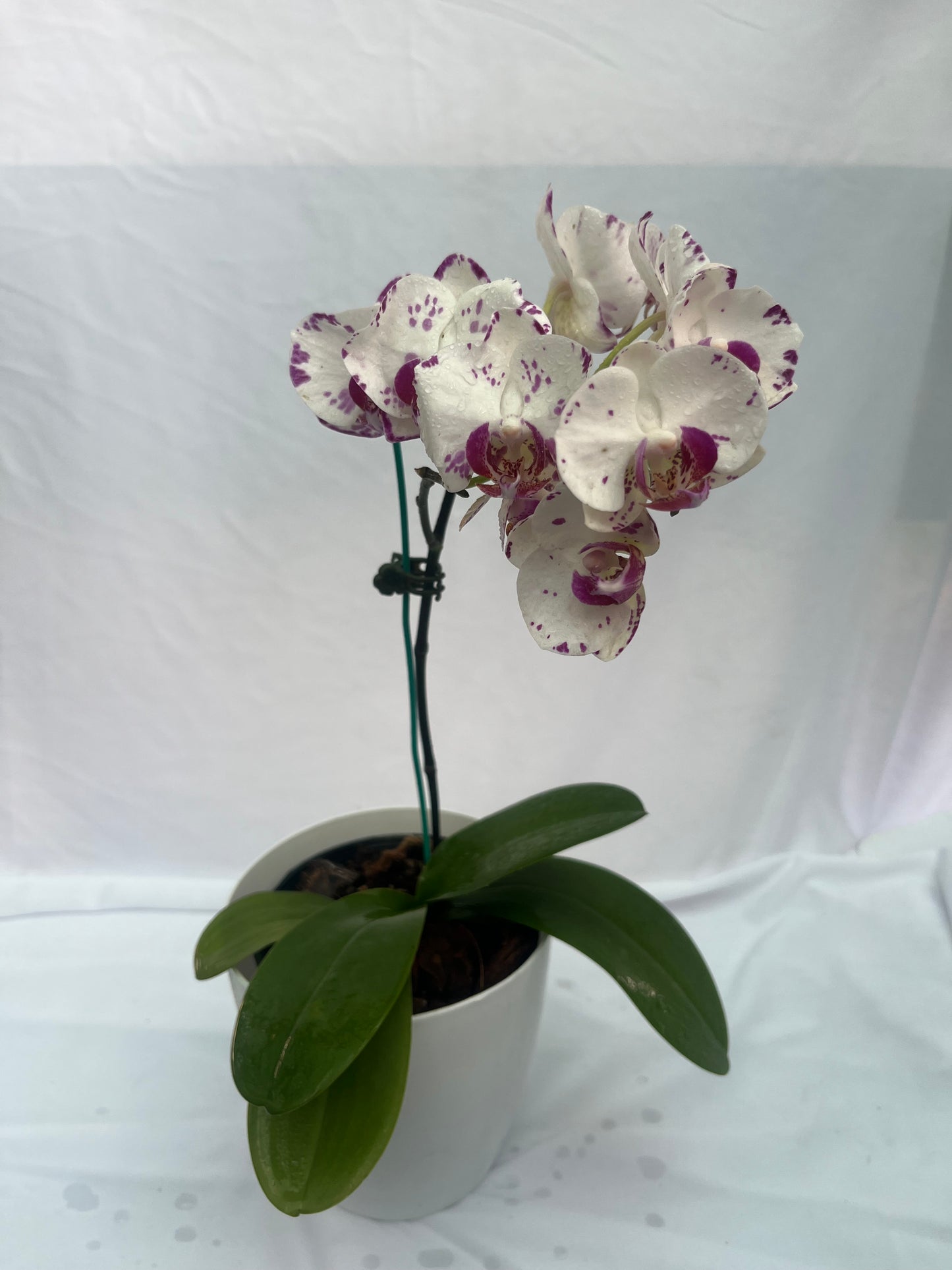 Philonaphsis Orchid