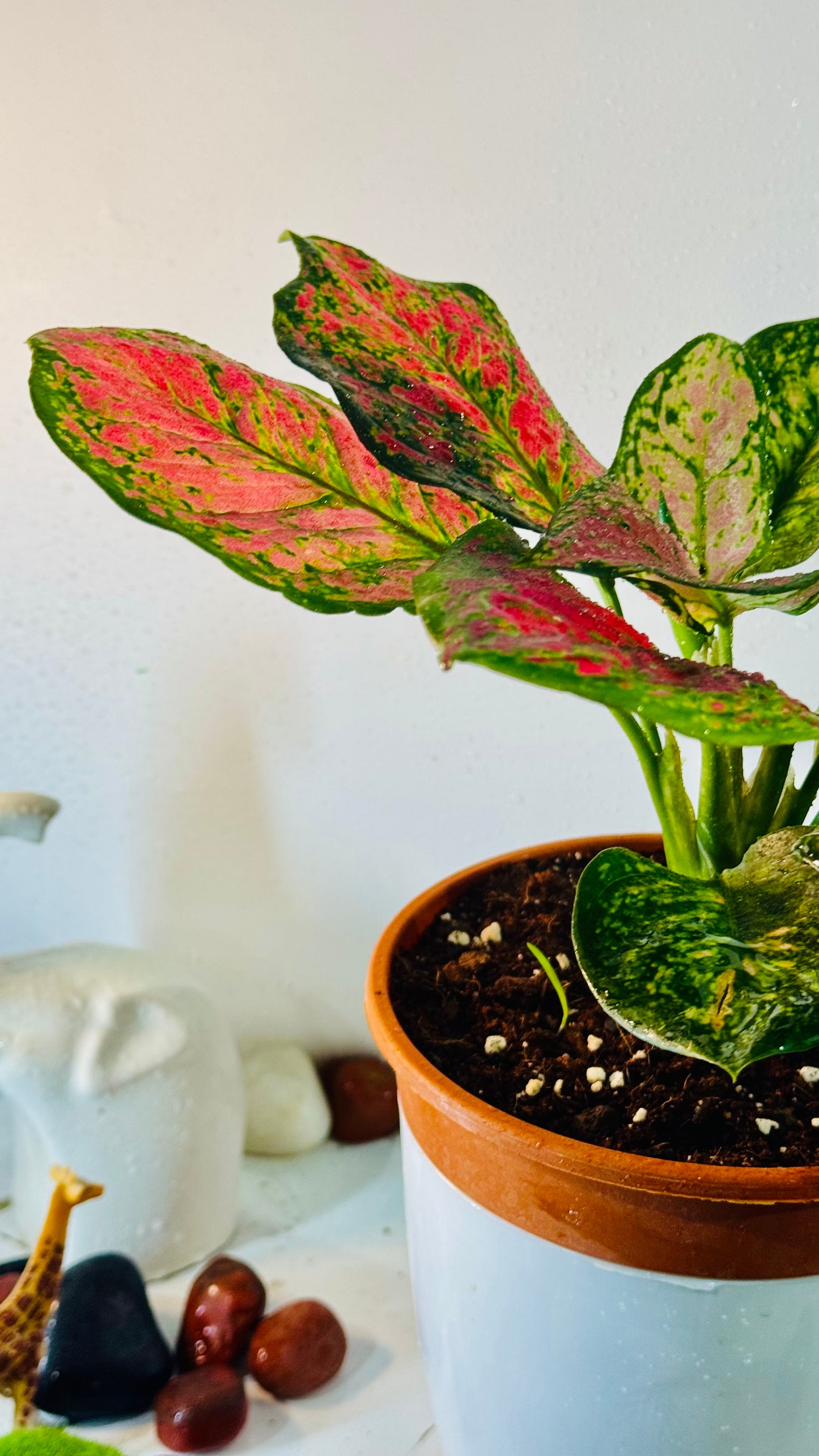 Aglonema