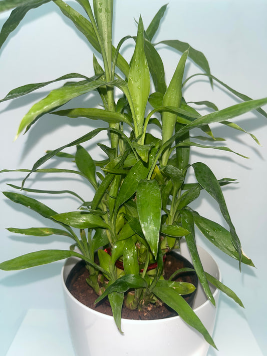 Water bamboo