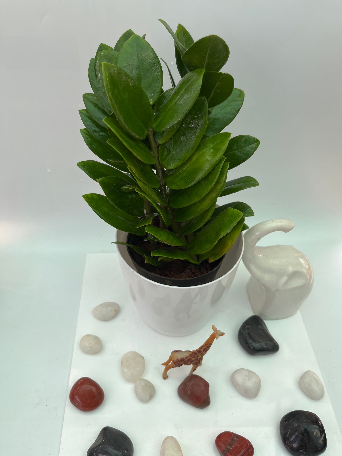 ZZ Plant