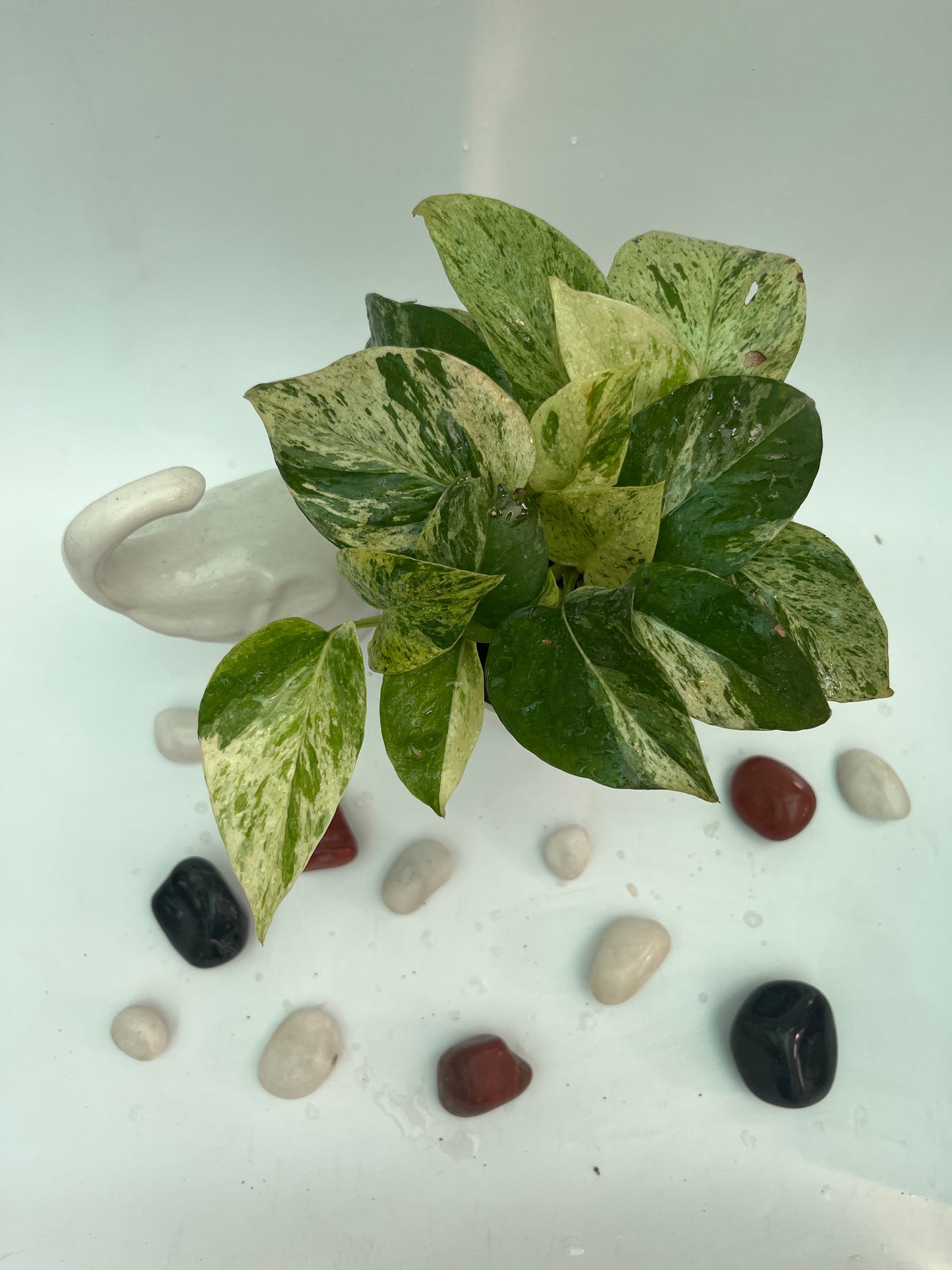 MONEY PLANT MARBLE QUEEN
