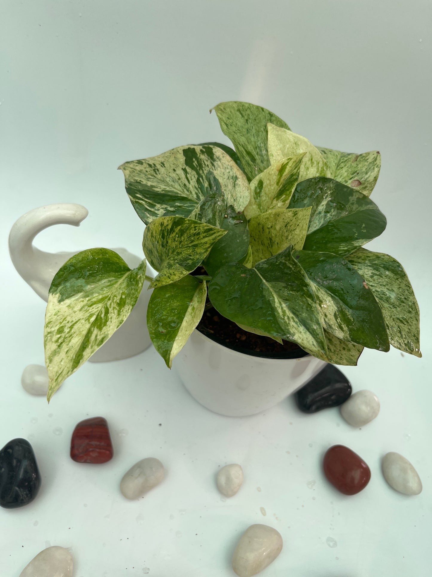 MONEY PLANT MARBLE QUEEN