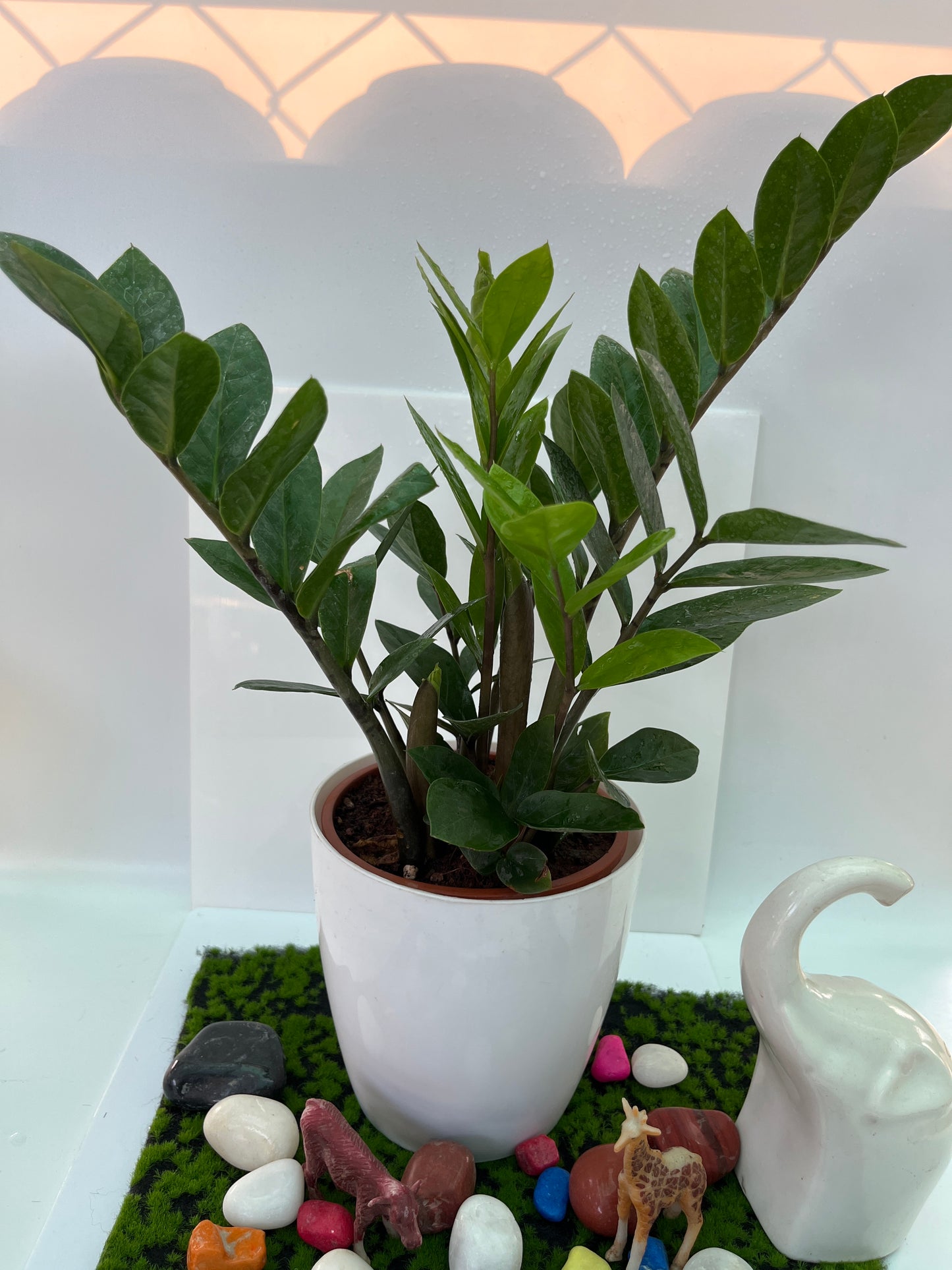 ZAMIOCULCAS