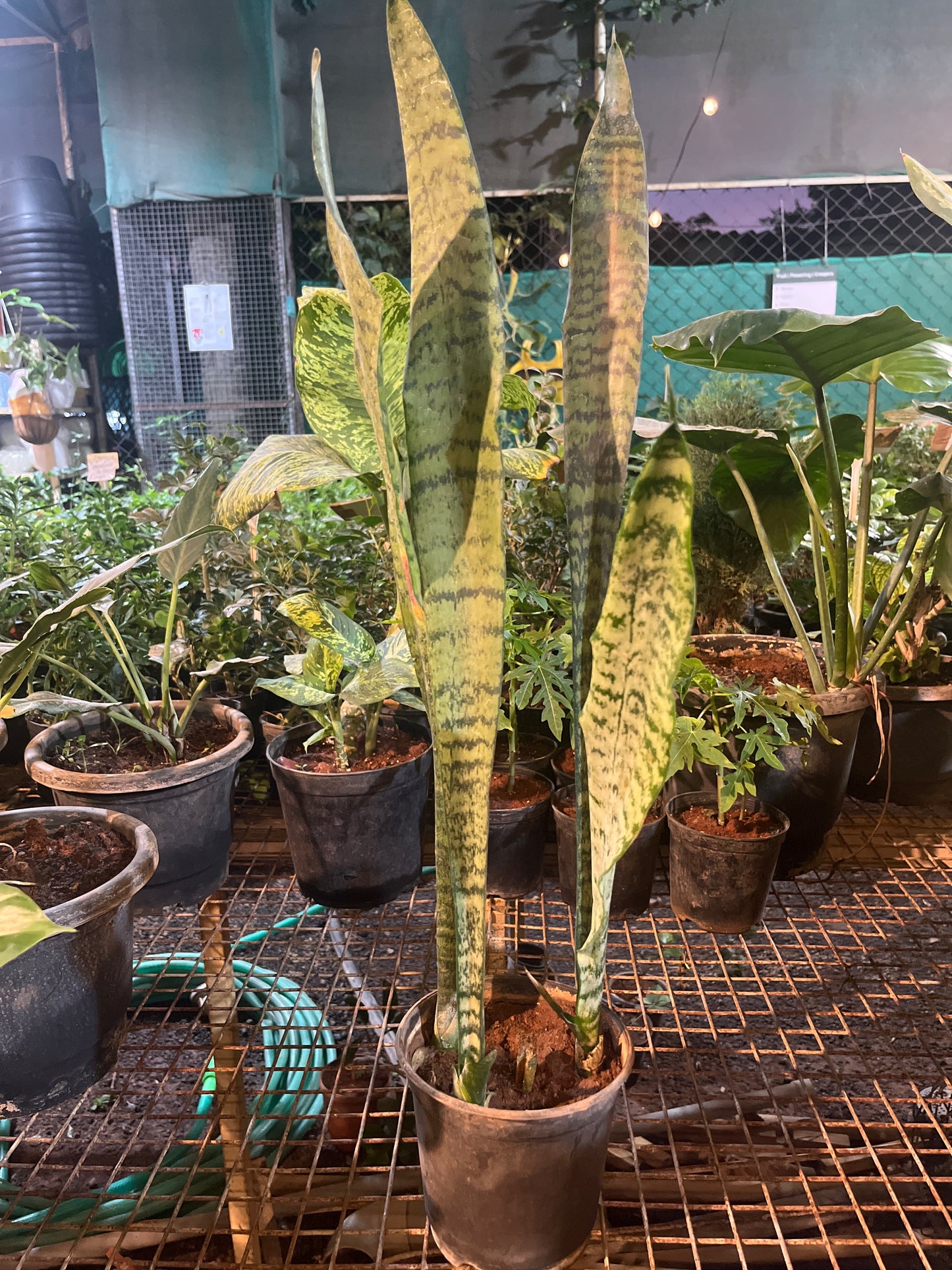 SANSEVIERIA CORAL
