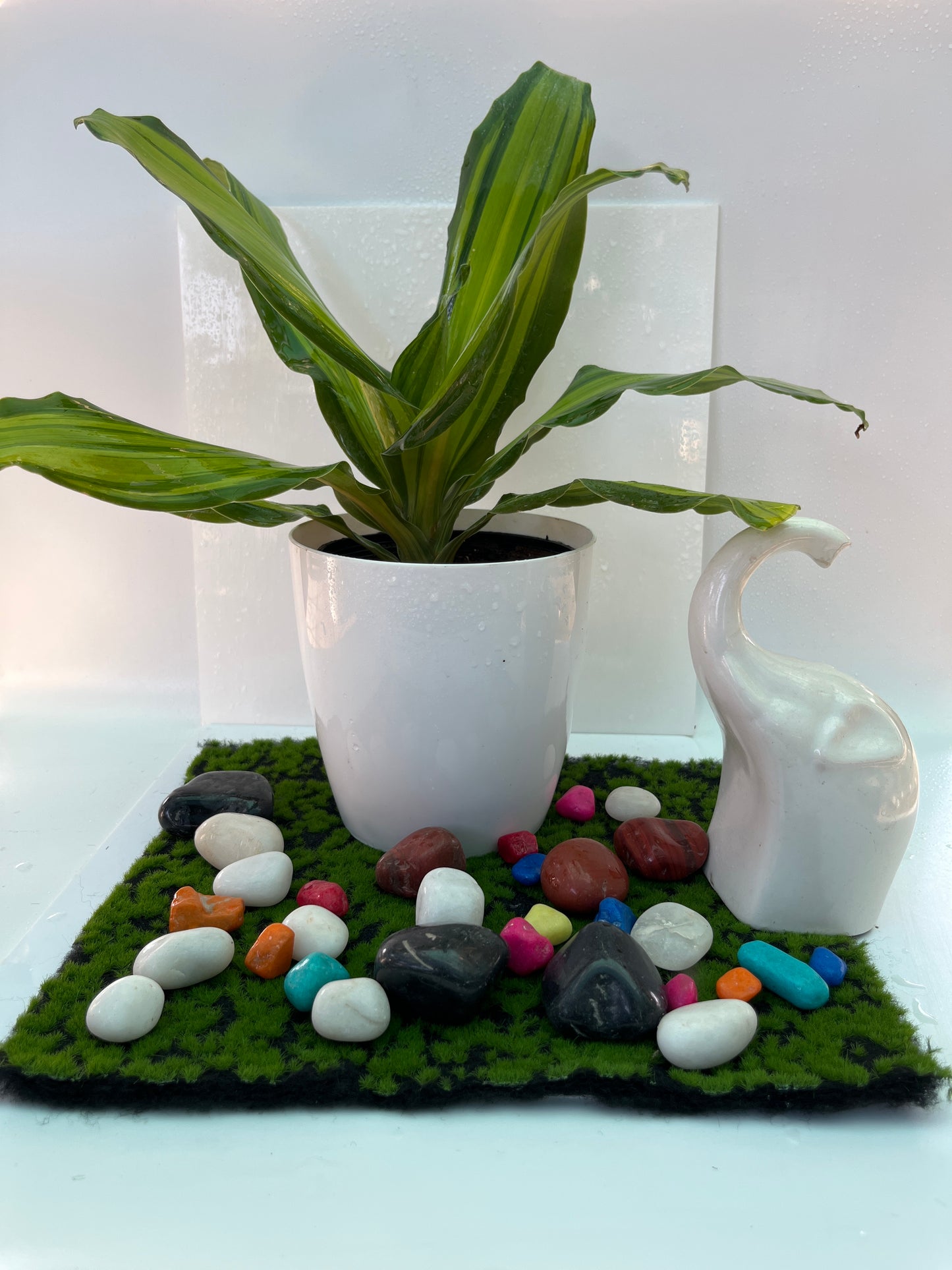 Dracaena Victoria