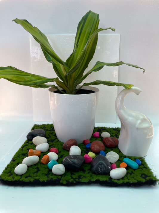 Dracaena Victoria